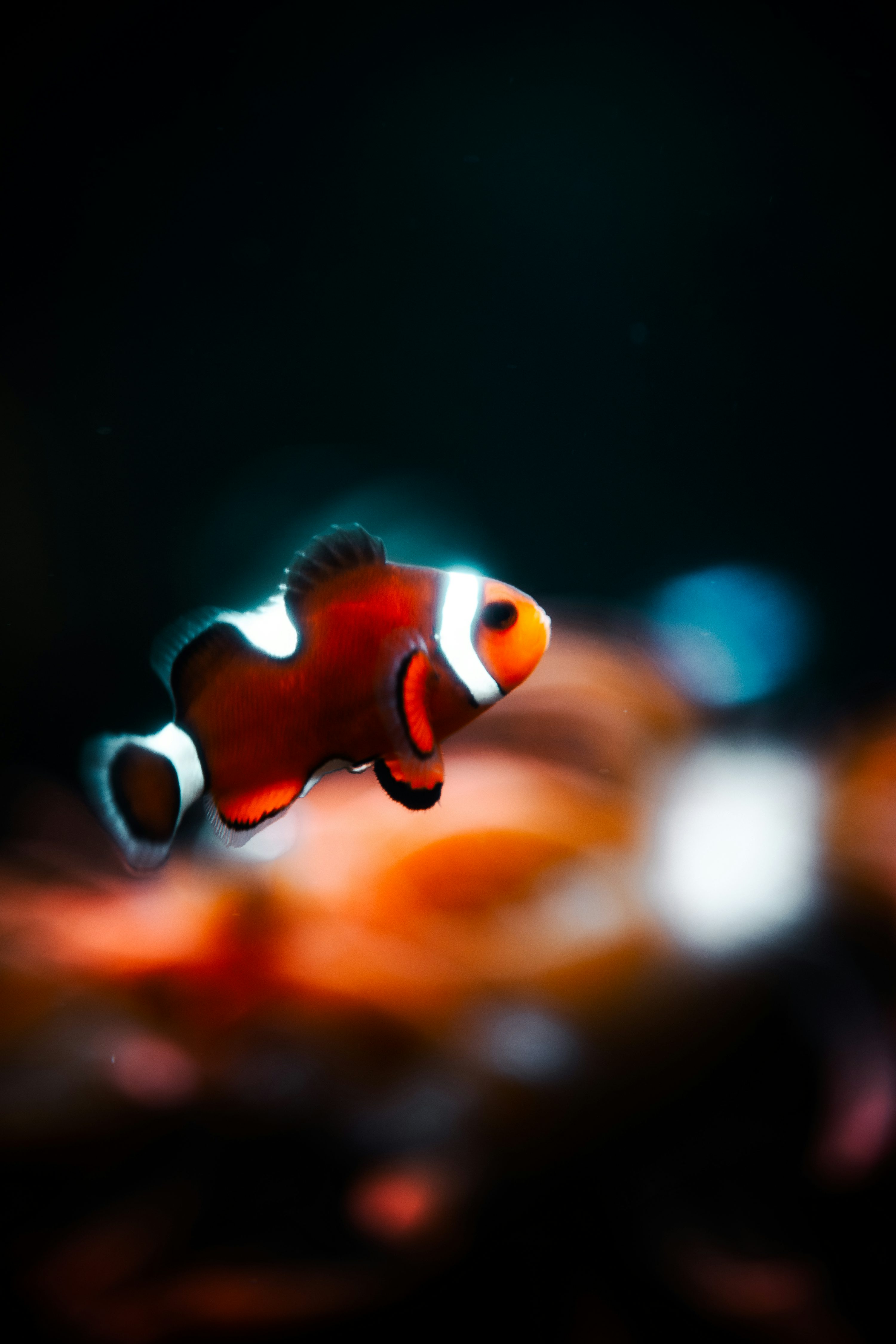 Finding Nemo Picture HD