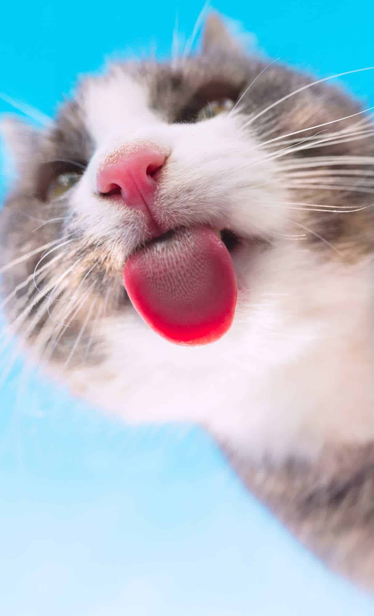 Cute iPhone Wallpaper HD Quality