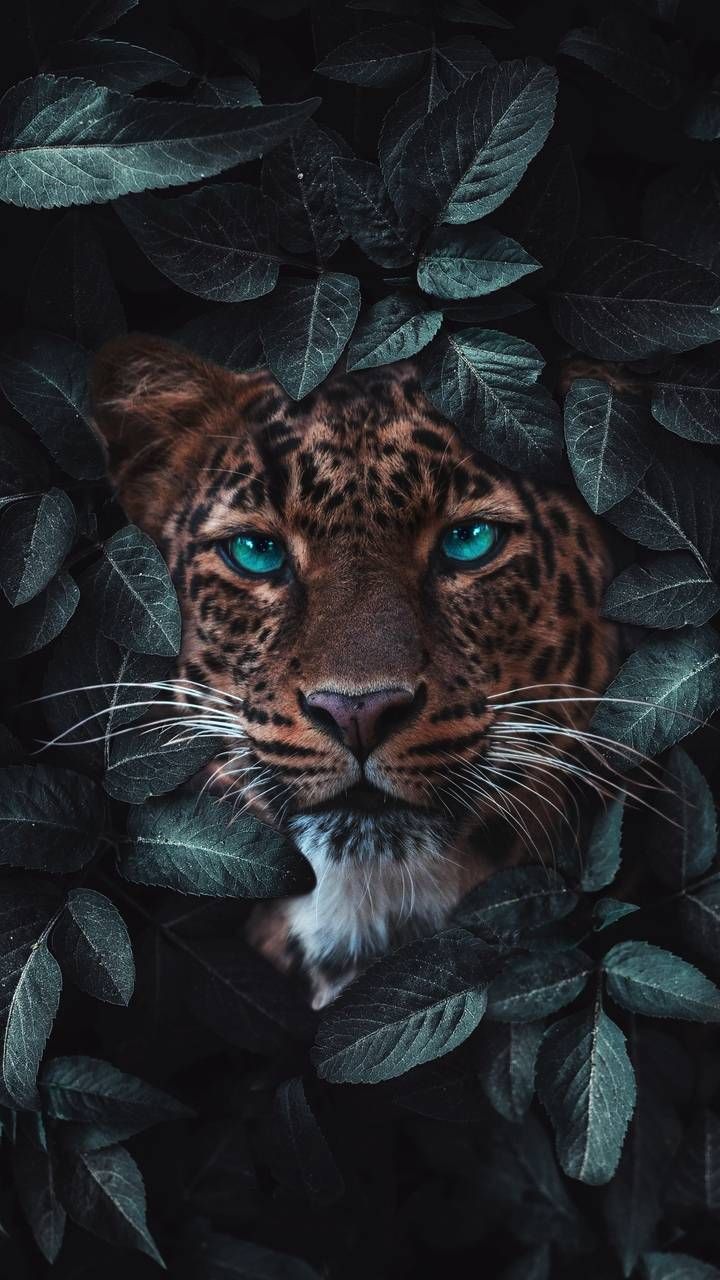 Animal Wallpaper