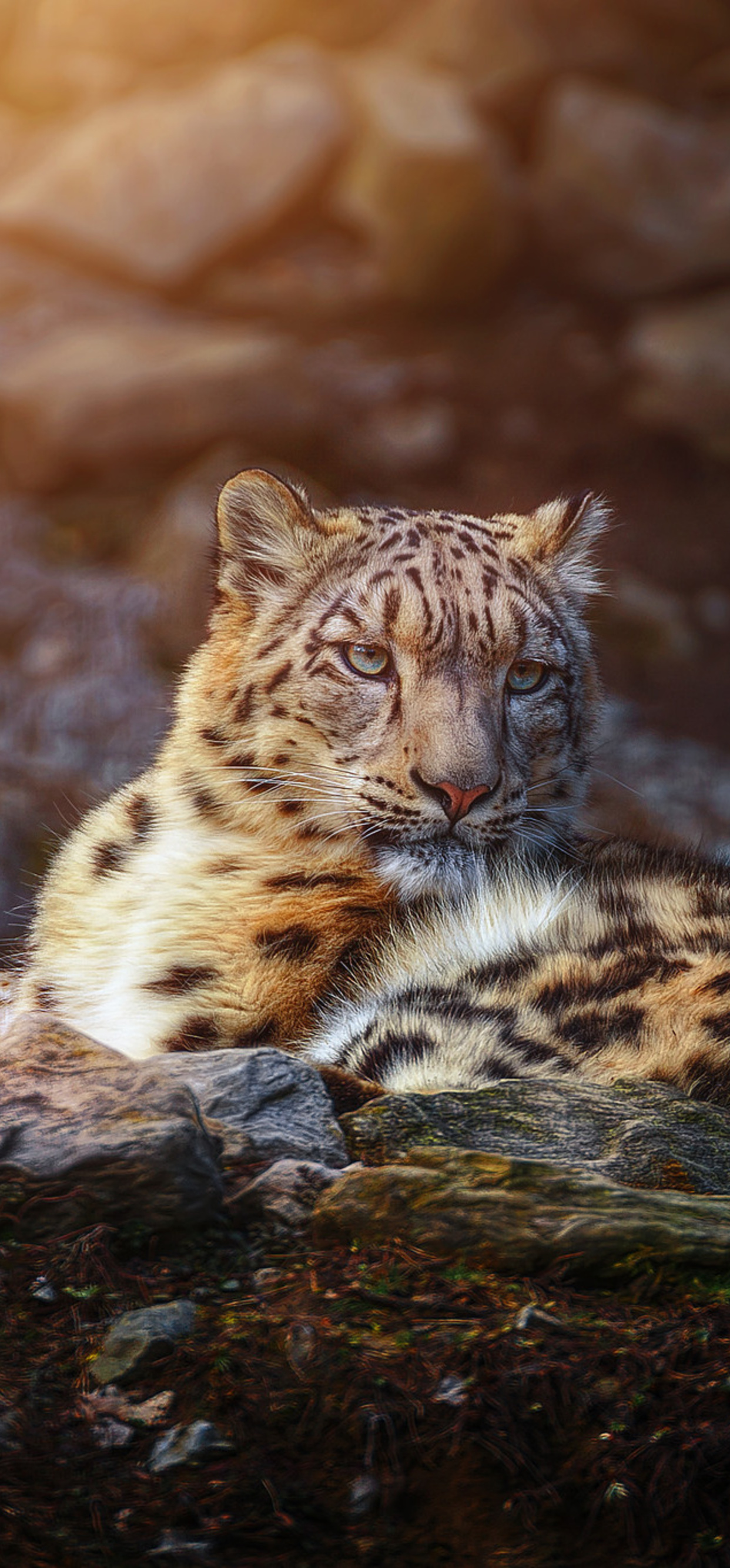 Snow Leopard Wild Animal