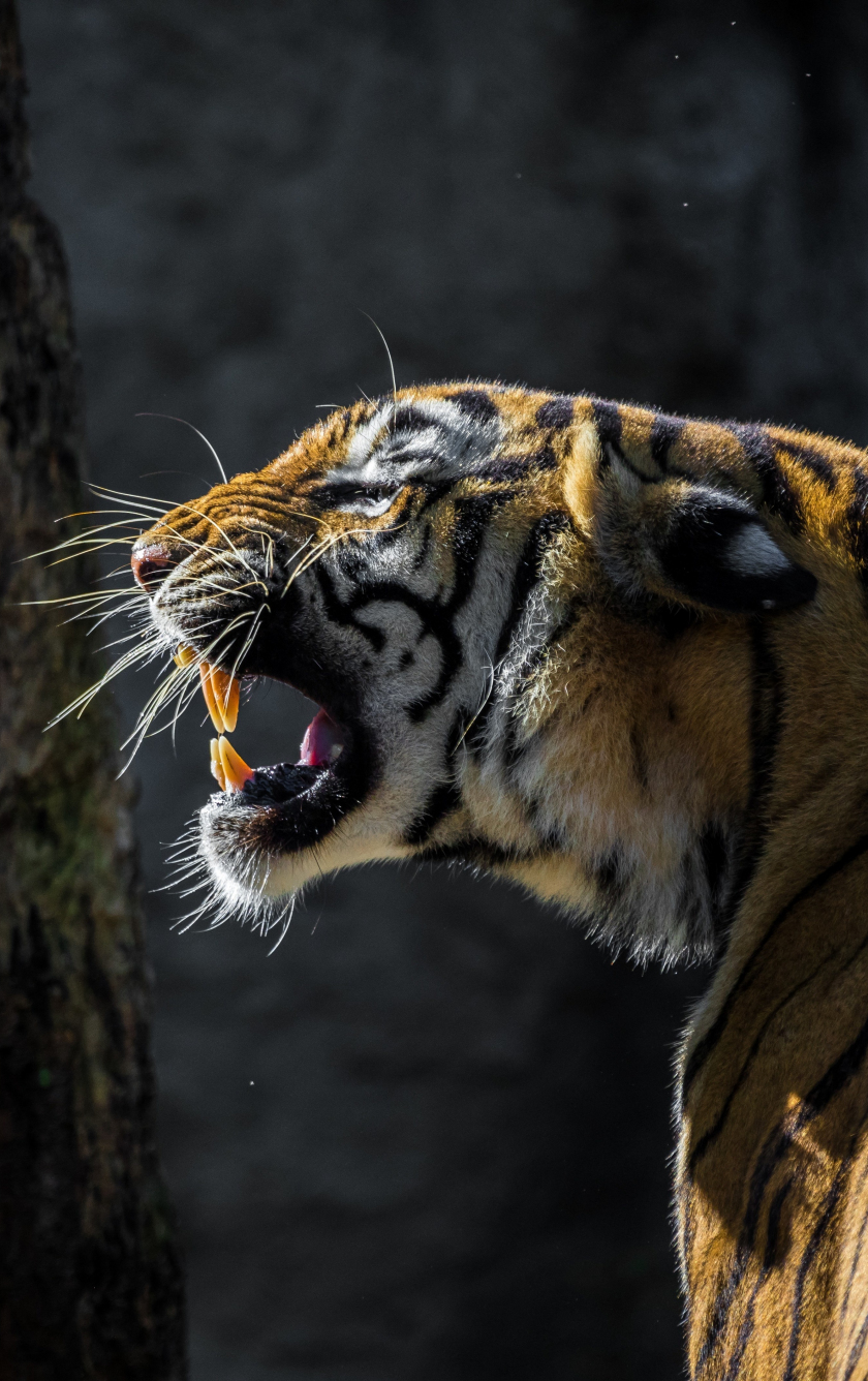 Download wallpaper 840x1336 tiger, roar