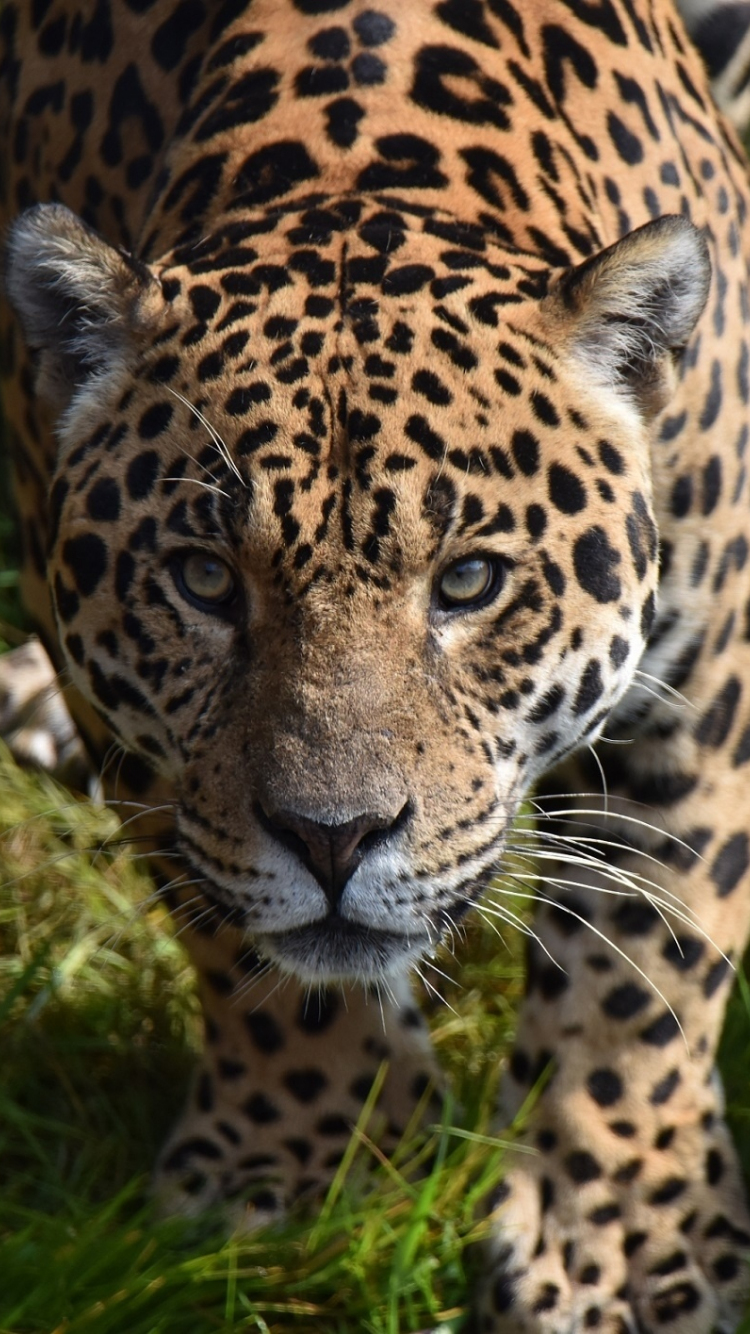 Download wallpaper 750x1334 predator