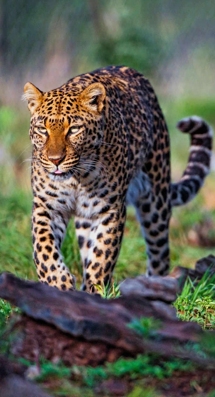 Animal Wallpaper 4K iPhone: Stunning