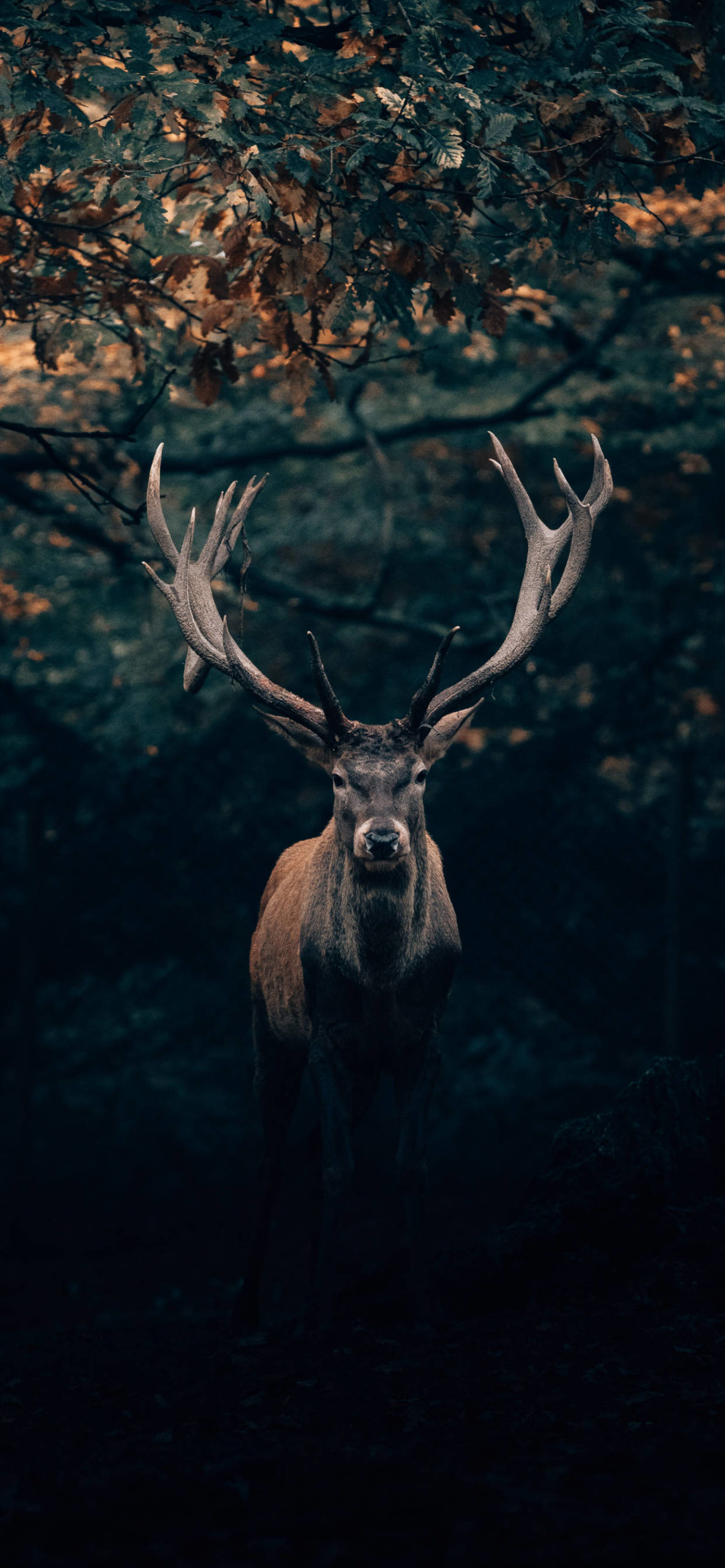 Wild Life Wallpaper for iPhone 11, Pro