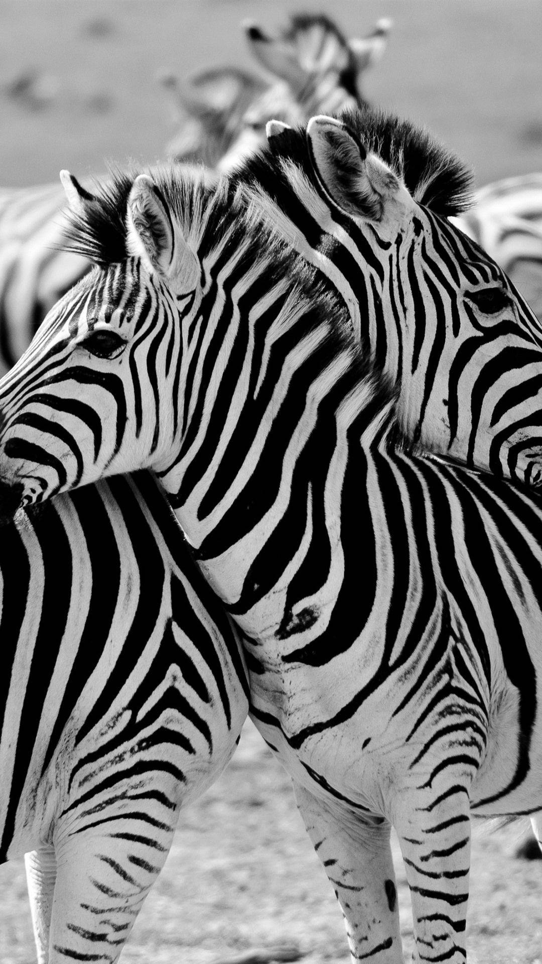 Download free Majestic Zebras In