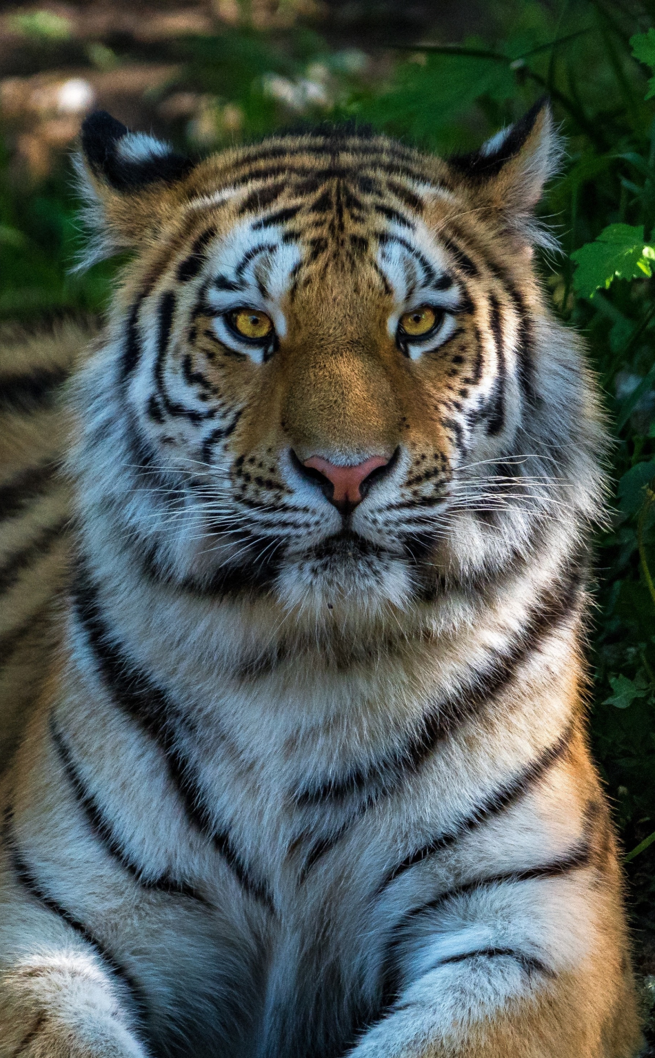 wallpaper 950x1534 wild cat, calm