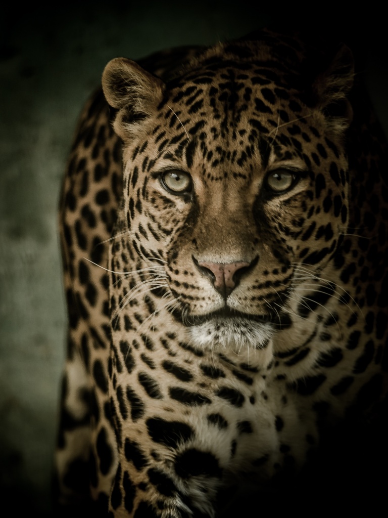 Leopard Wallpaper 4K, Wild animal, Dark