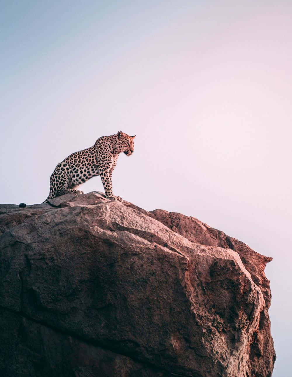 Download Wild Animal Cheetah Cliff Top