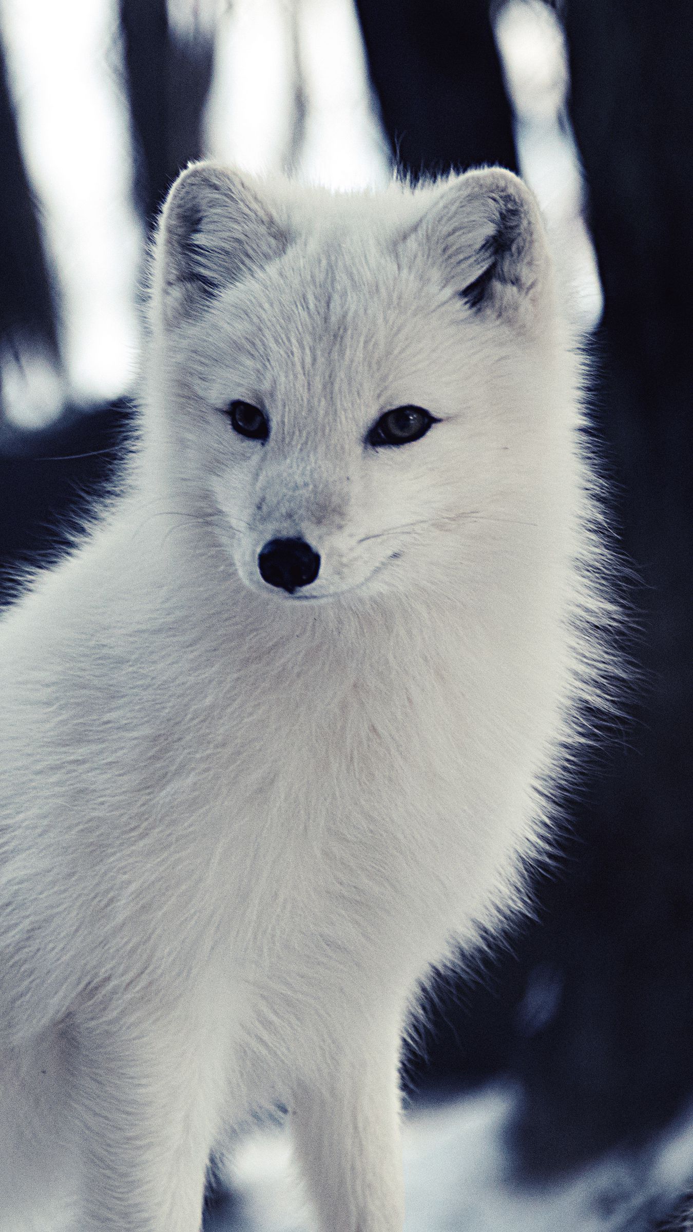 Download wallpaper 1350x2400 arctic fox