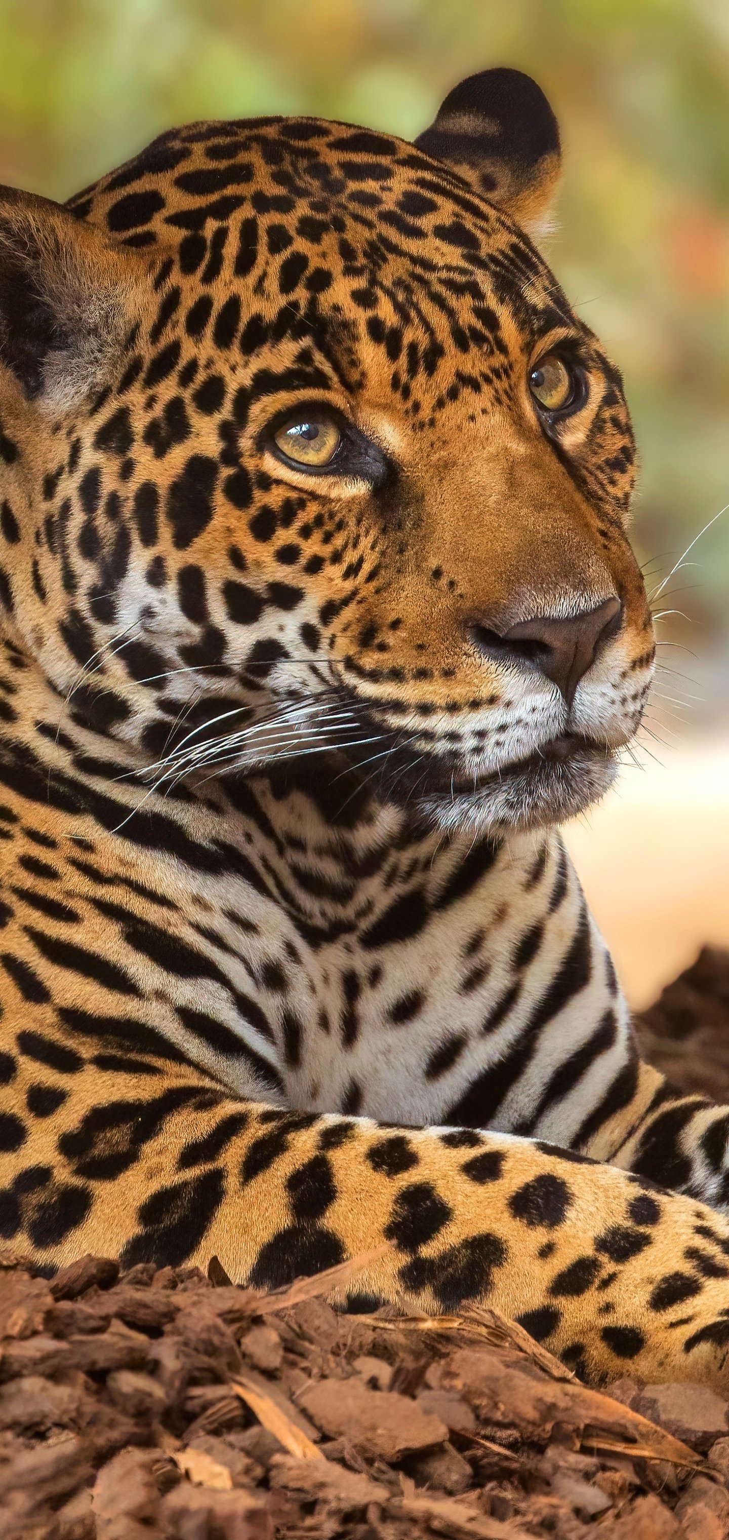 Jaguar iPhone Wallpaper
