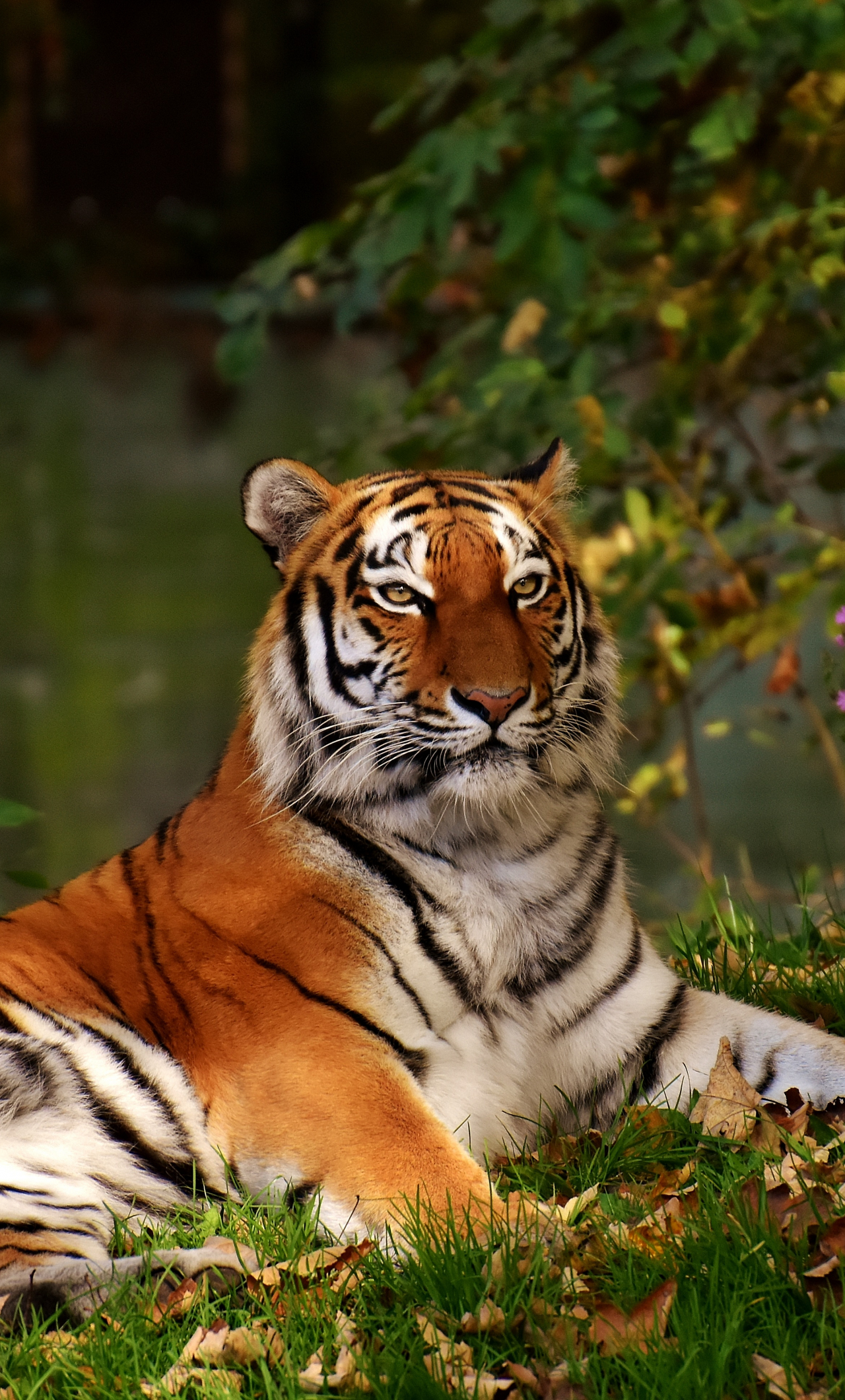 Download wallpaper 1280x2120 calm