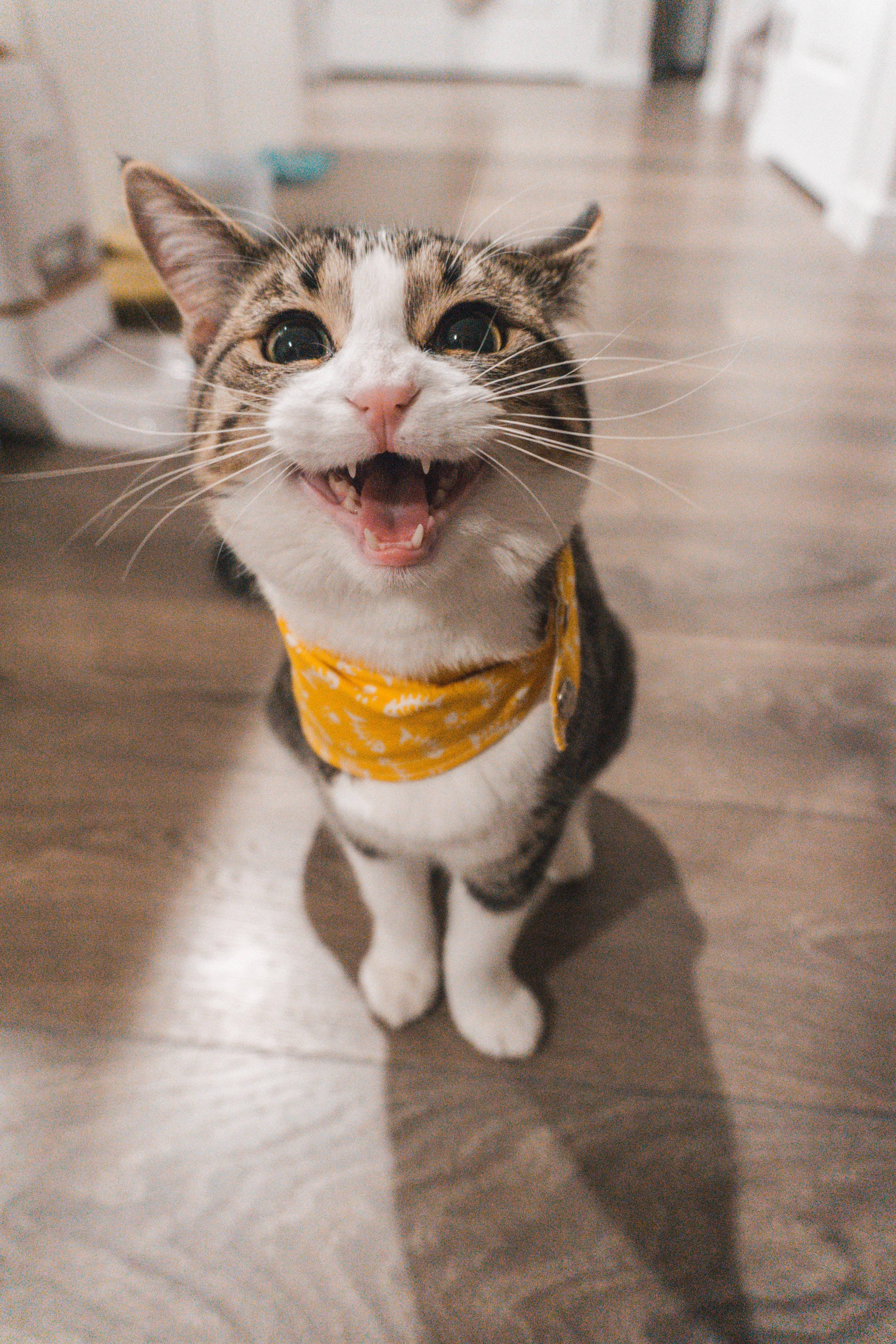 Download Funny Domestic Shorthaired Cat