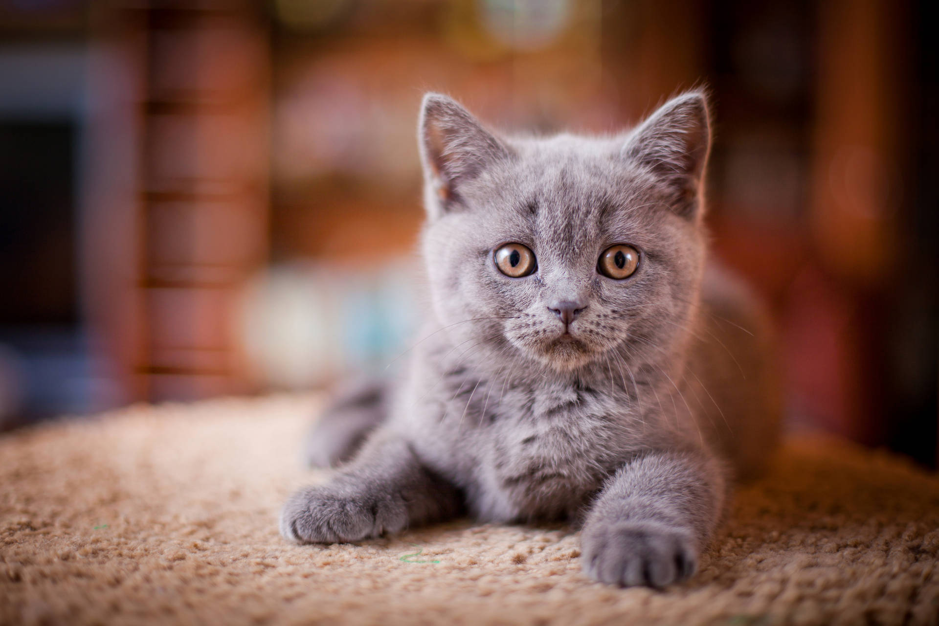 Download Gray Cute Cat Wallpaper