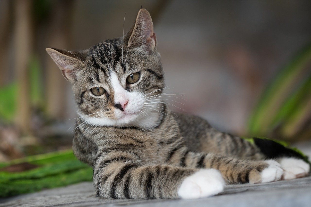 Domestic Shorthair Cat Wallpapers Wallpaper Cave Domestic Shorthair Cat Wallpapers Wallpaper Cave
