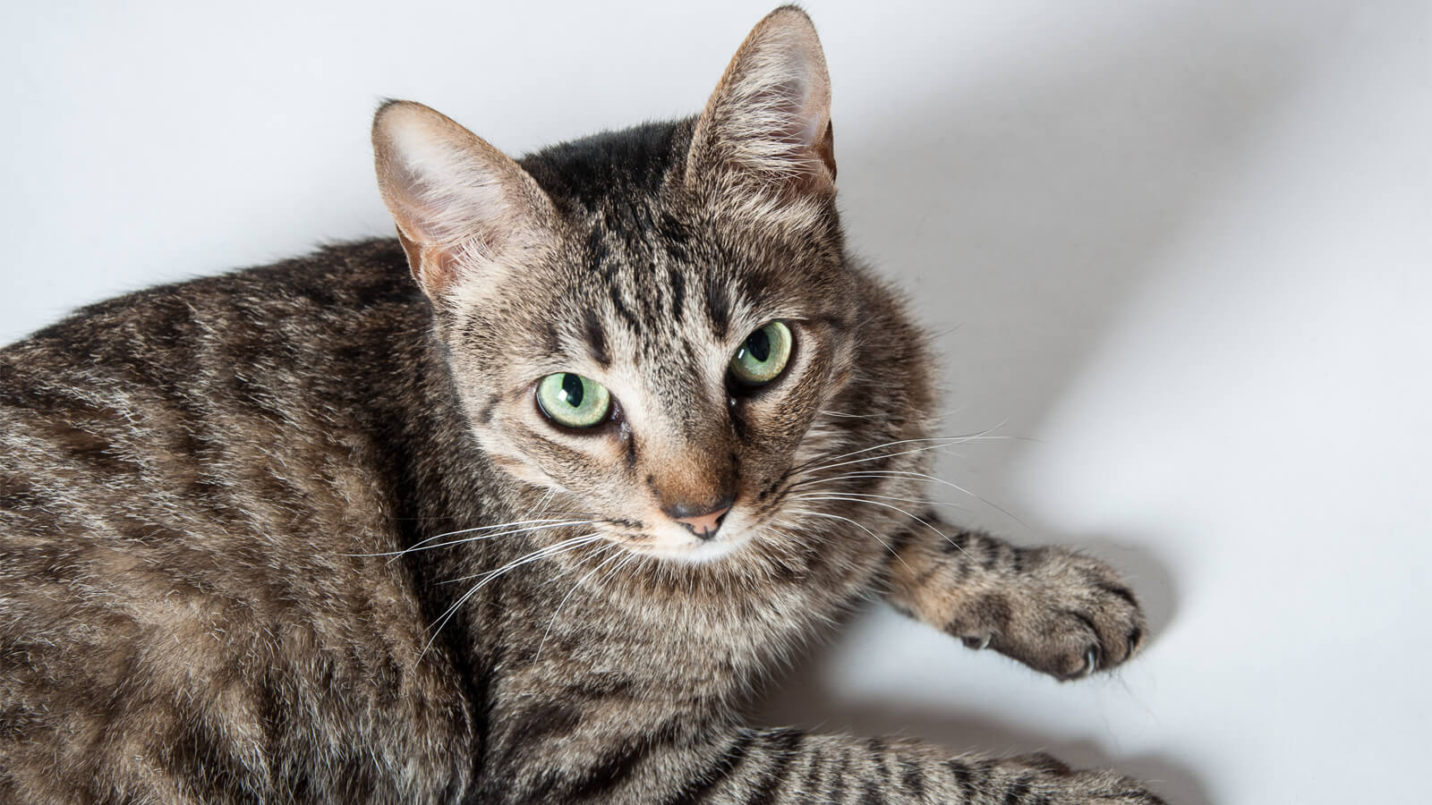 American Shorthair Colors and Patterns
