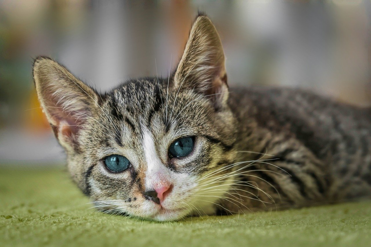 Cat Picture & Image HD