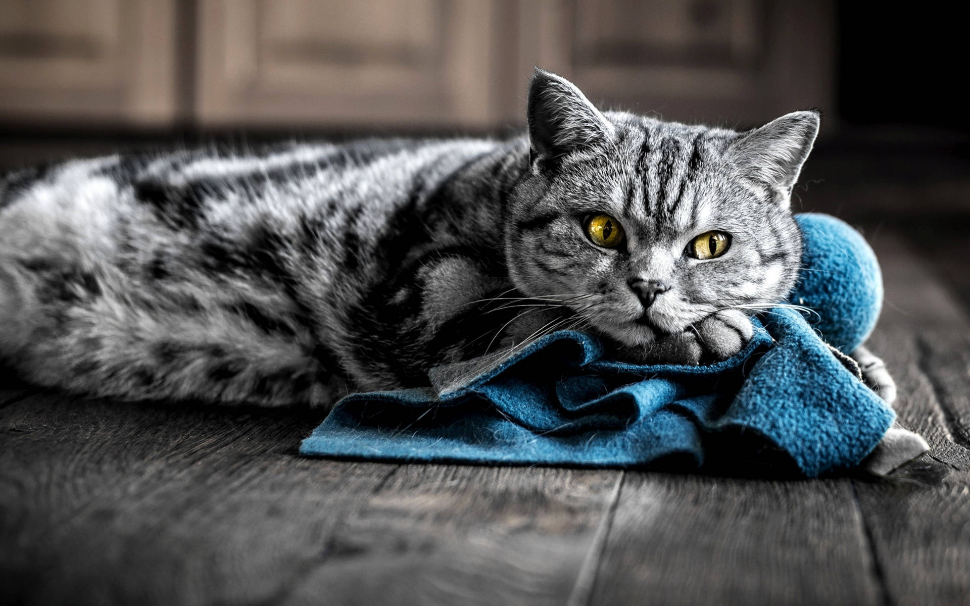 Download free Cute Cat Relaxing