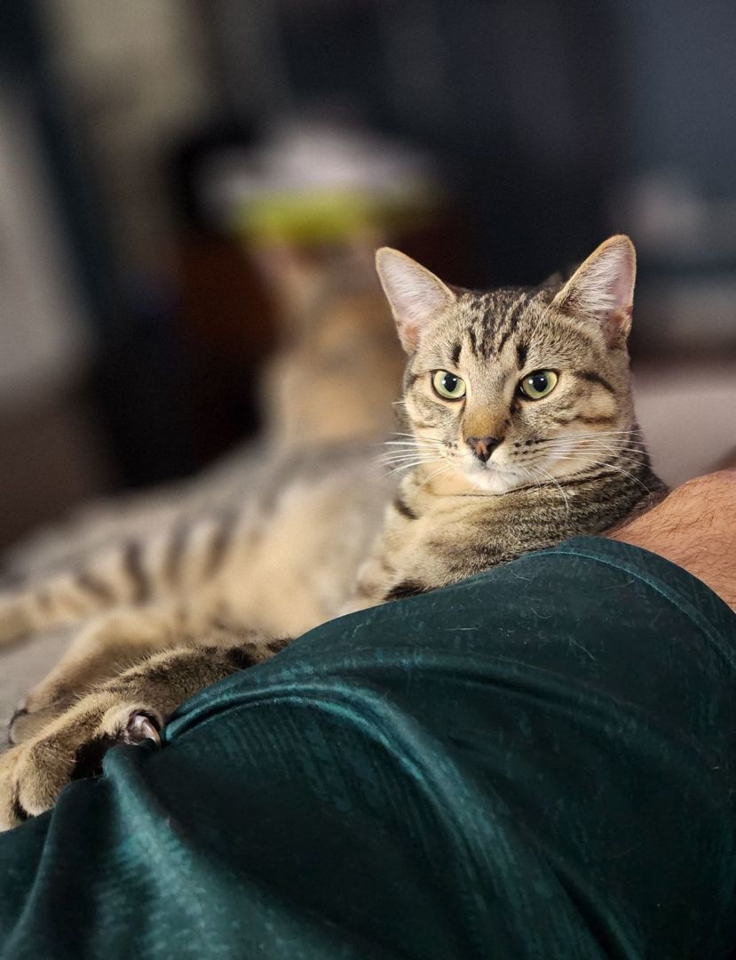 Cat for adoption, a Domestic