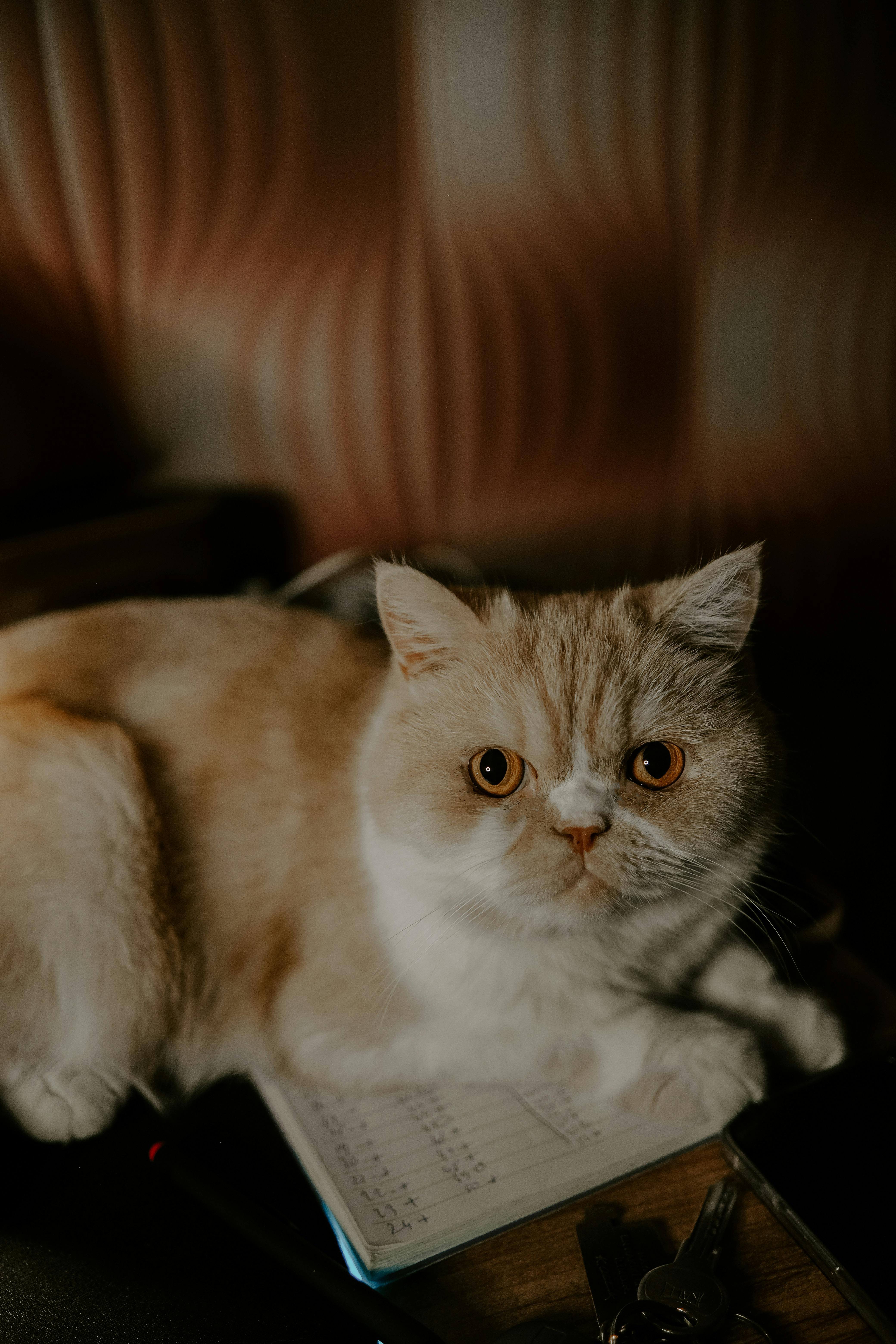 Cute Domestic Cat · Free
