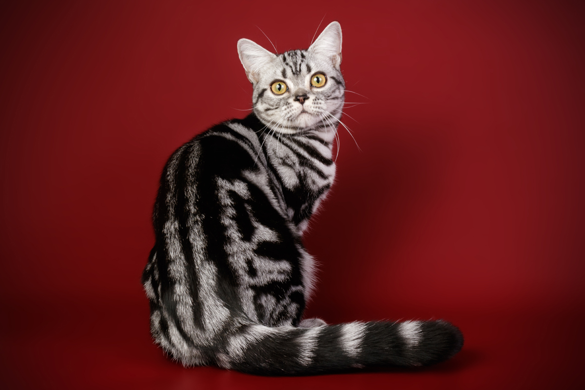 American shorthair cat: from respected