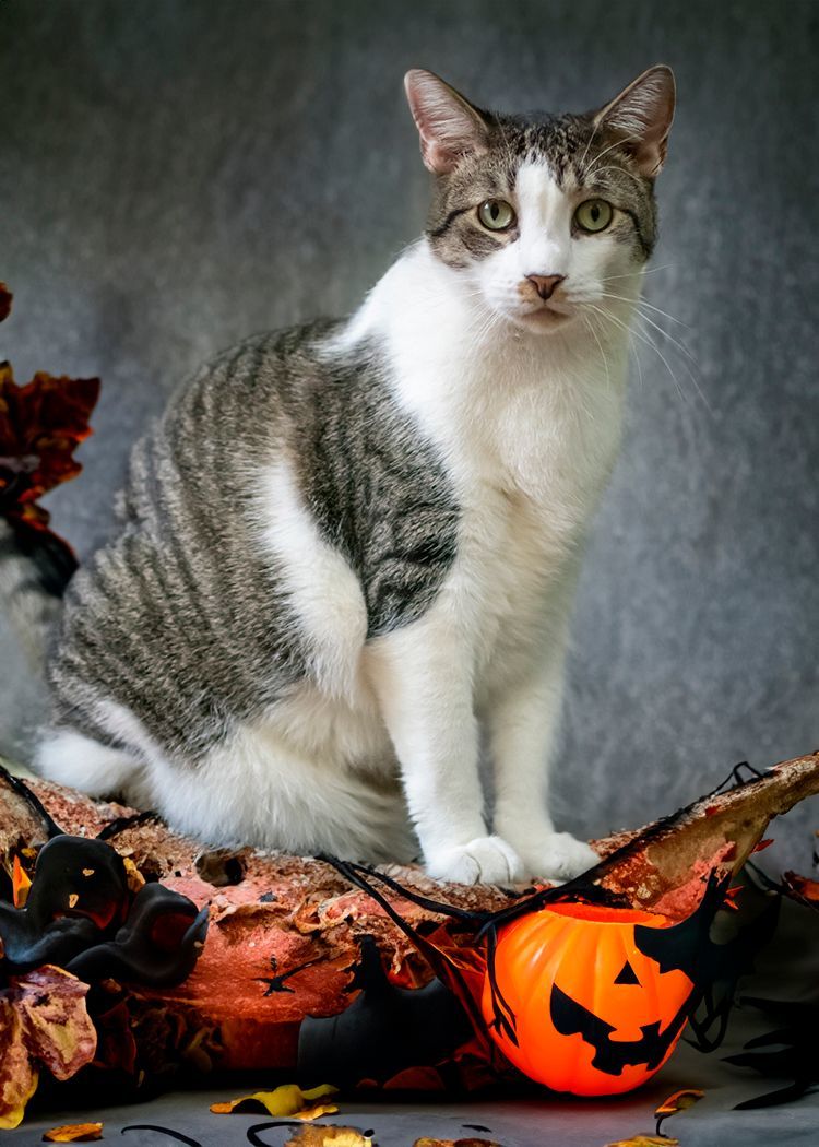Cat for adoption, a Domestic