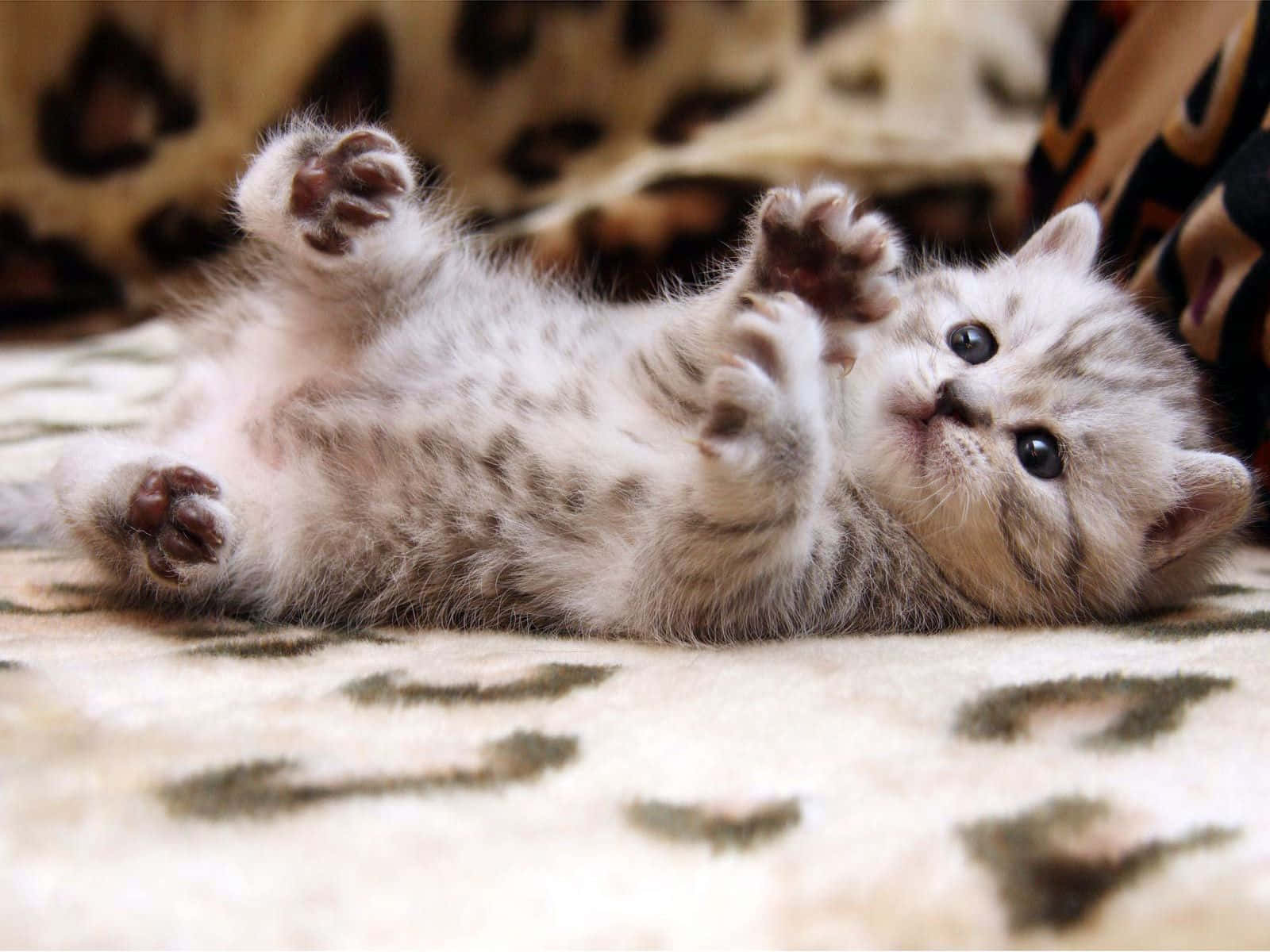 Cute Cats Picture