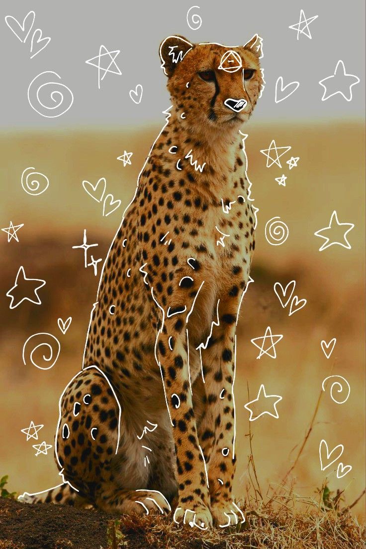 Cheetah wallpaper