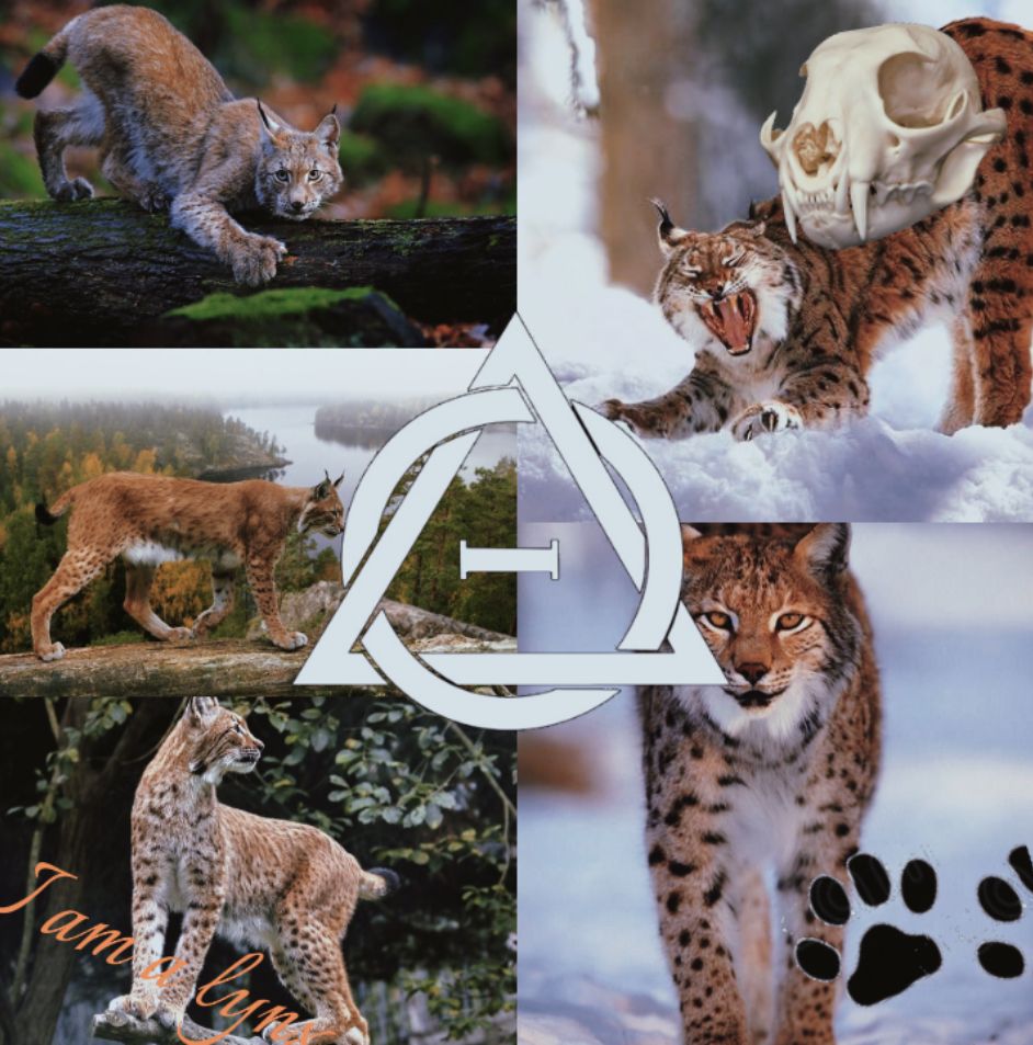 Eurasian Lynx Therian. What Animal Are