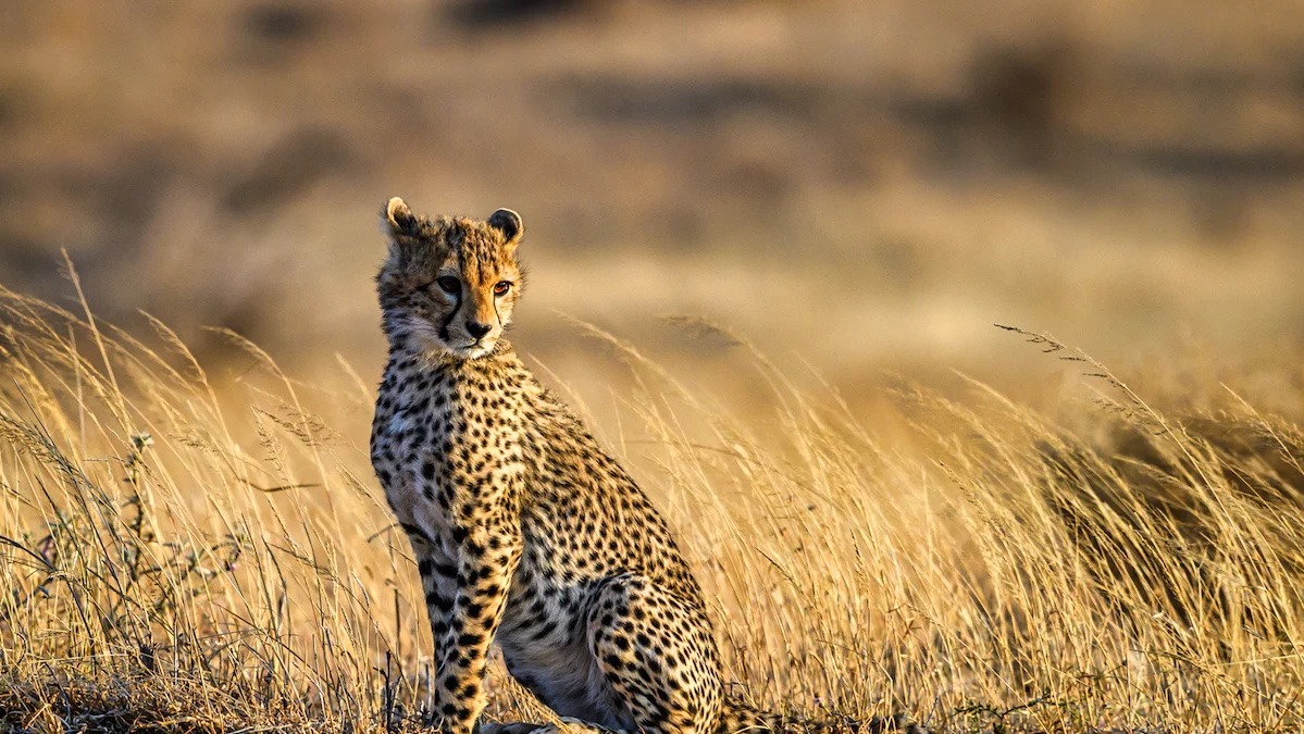 cheetah therian on Tumblr