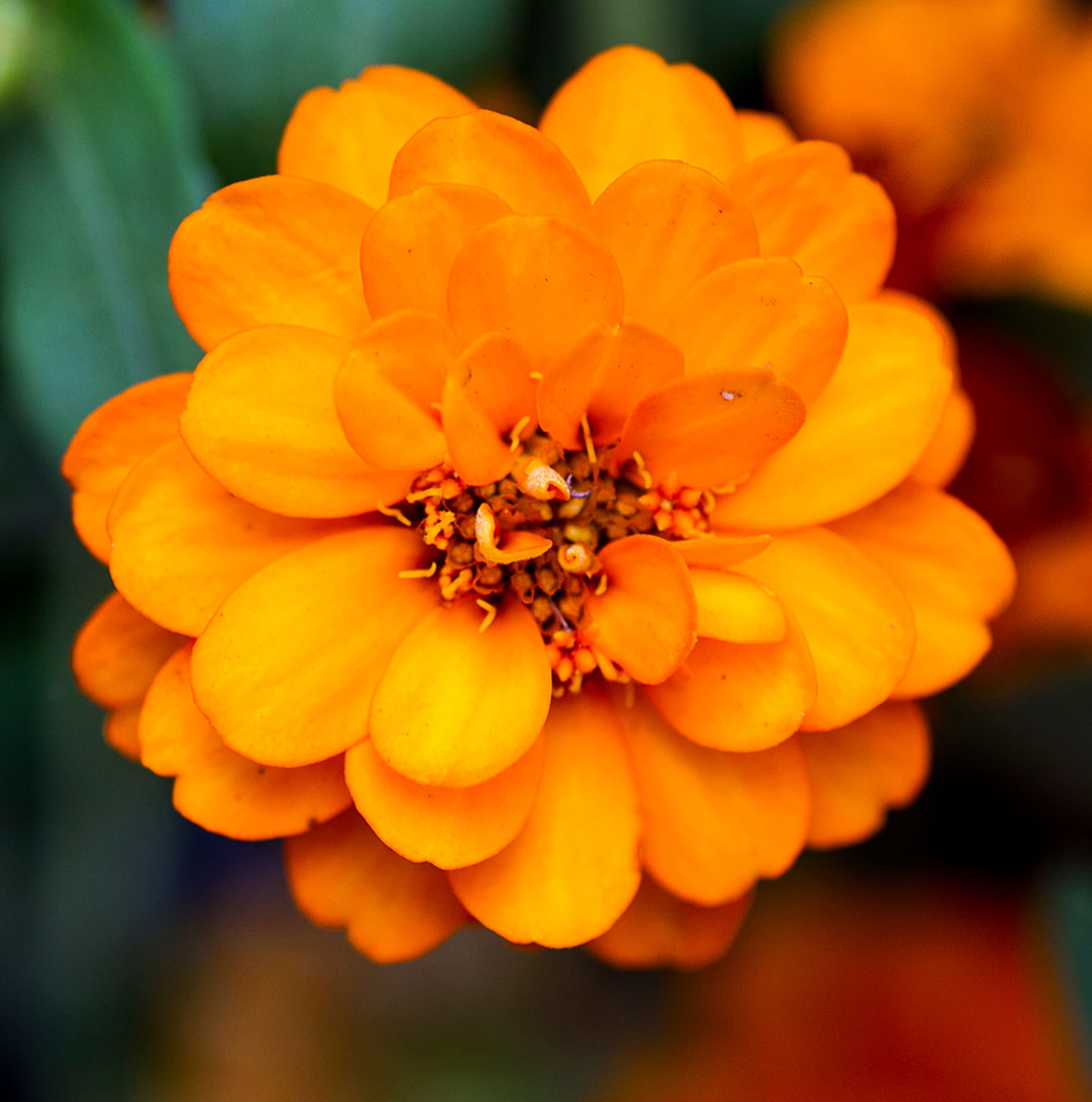 Motorola Razr 50 Ultra wallpaper