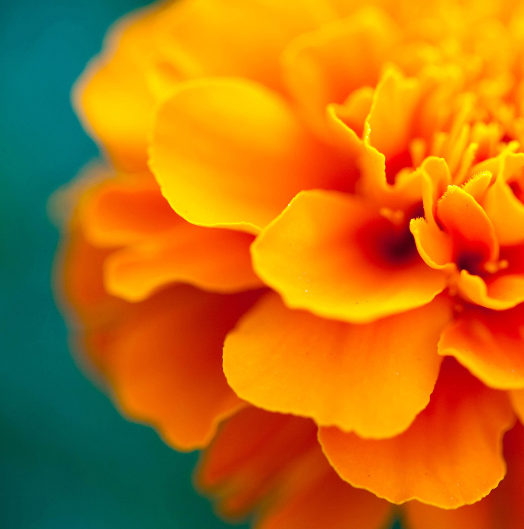 Motorola Razr 50 Ultra wallpaper