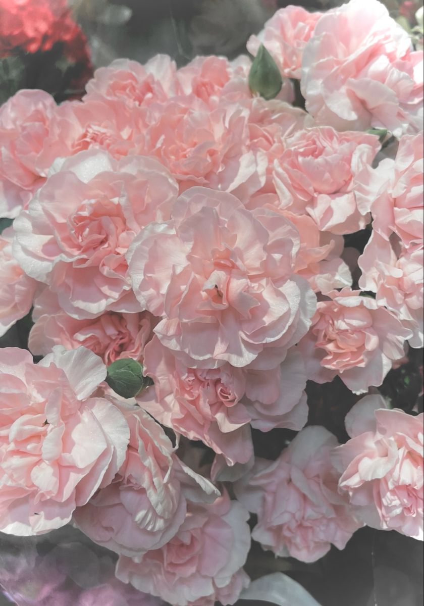 Soft Pink Carnation Wallpaper