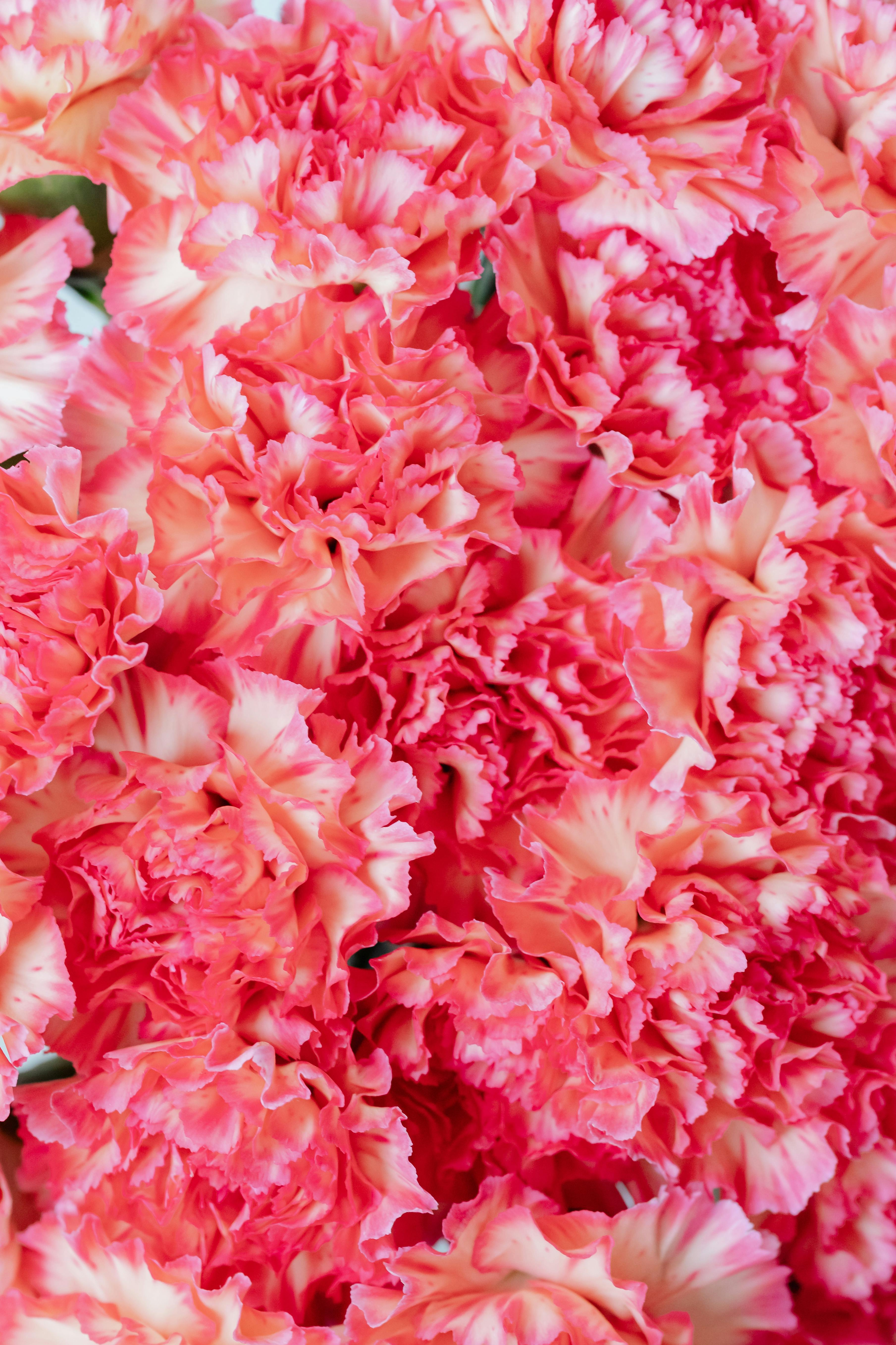 Carnation Photo, Download The BEST