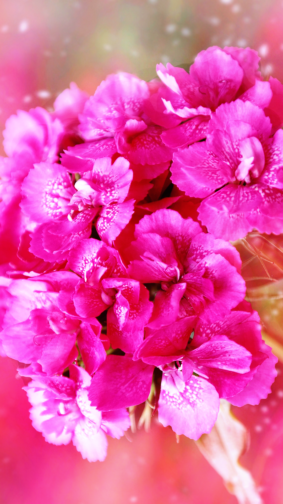 Carnation Flower Wallpaper iPhone 14