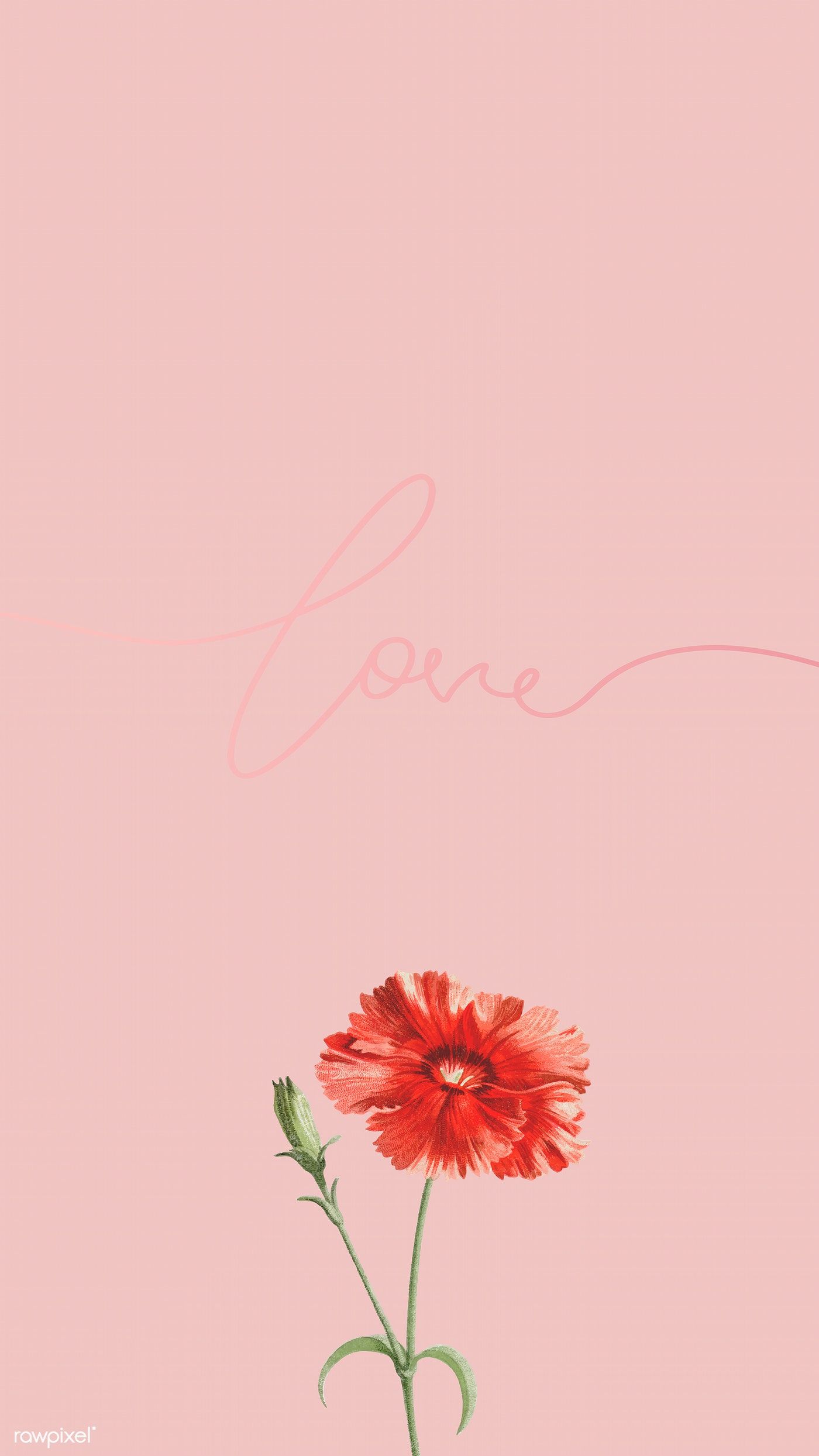 Orange carnation on pink background