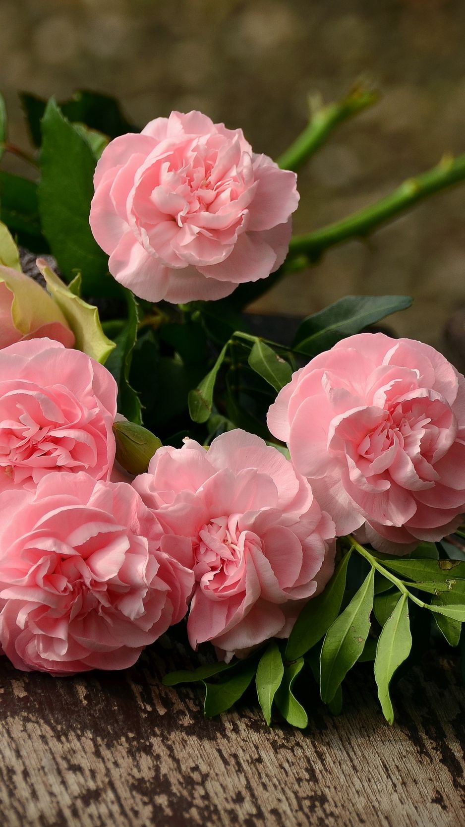 Download wallpaper 938x1668 carnations