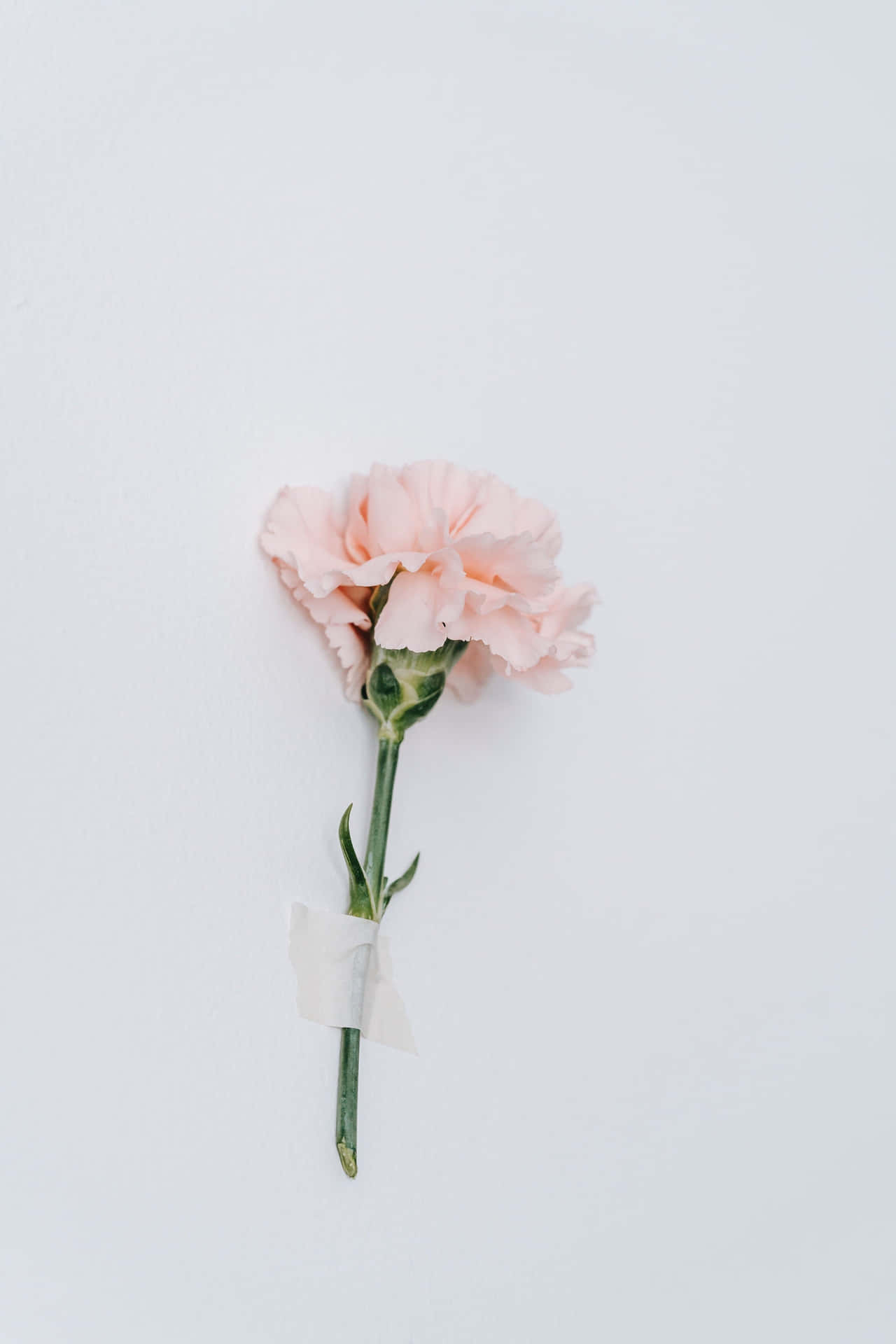 Download A Pink Carnation Flower Is