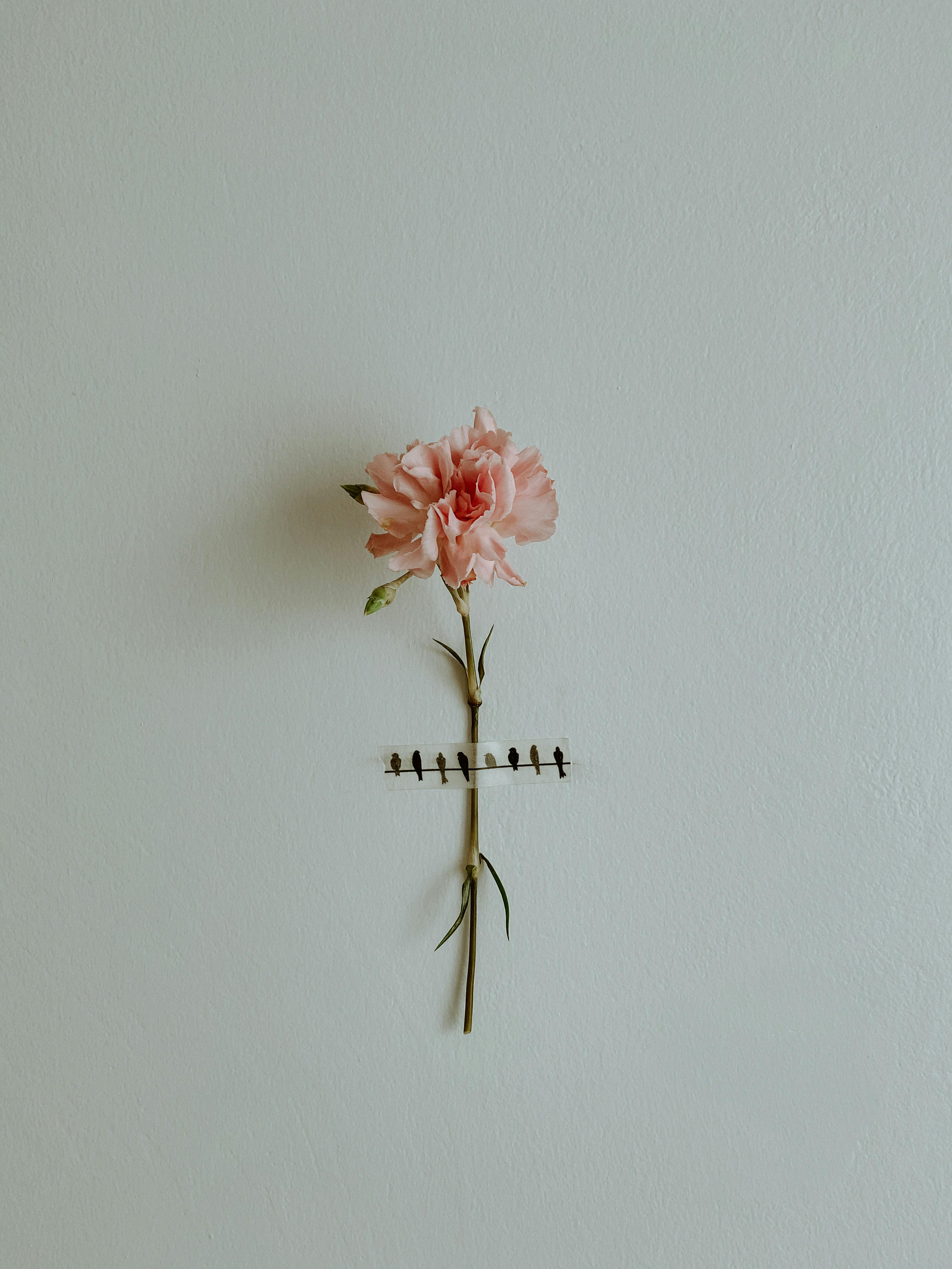 A Pink Carnation on White Background