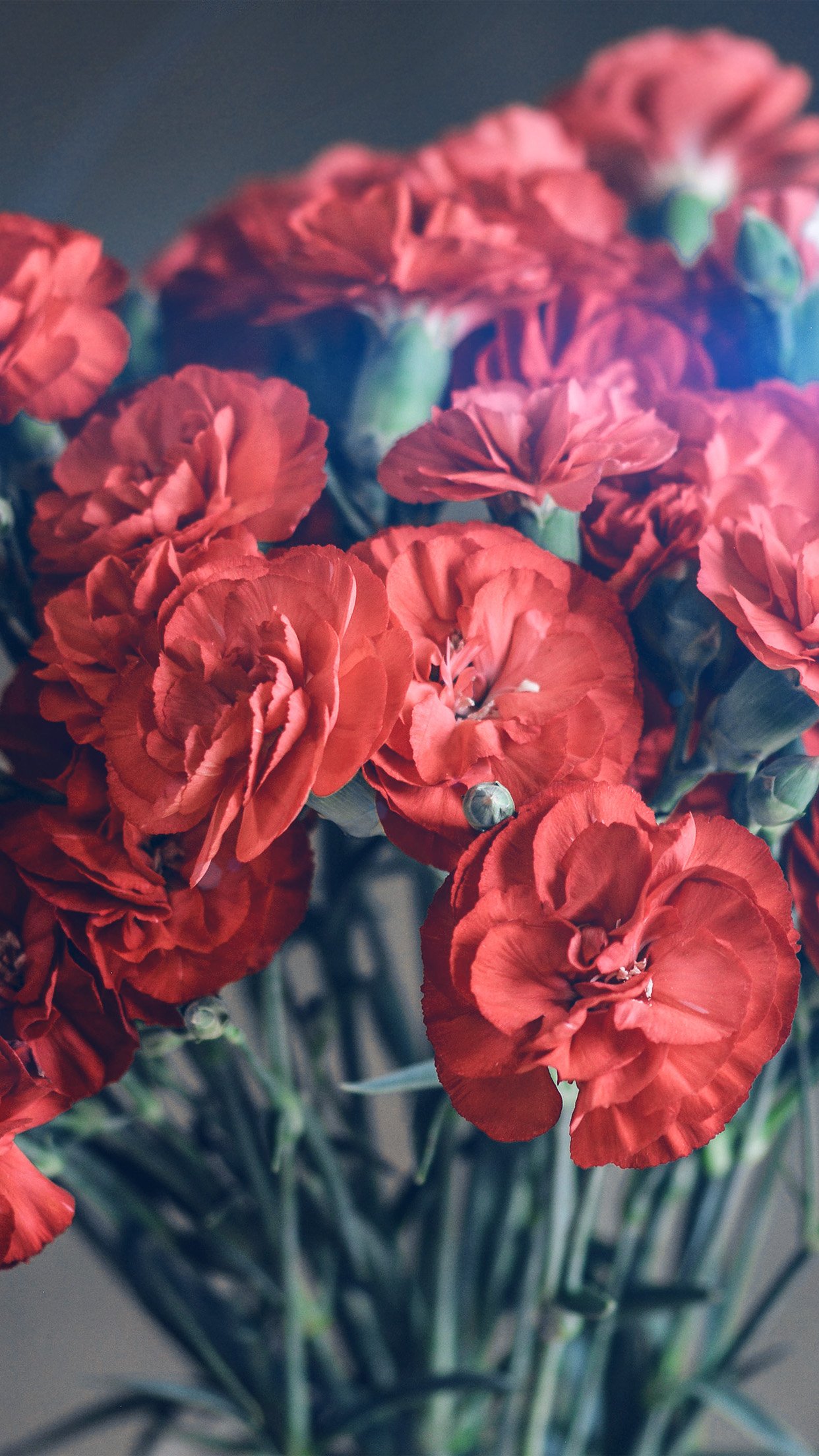 Flower Red Blossom Spring Awesome