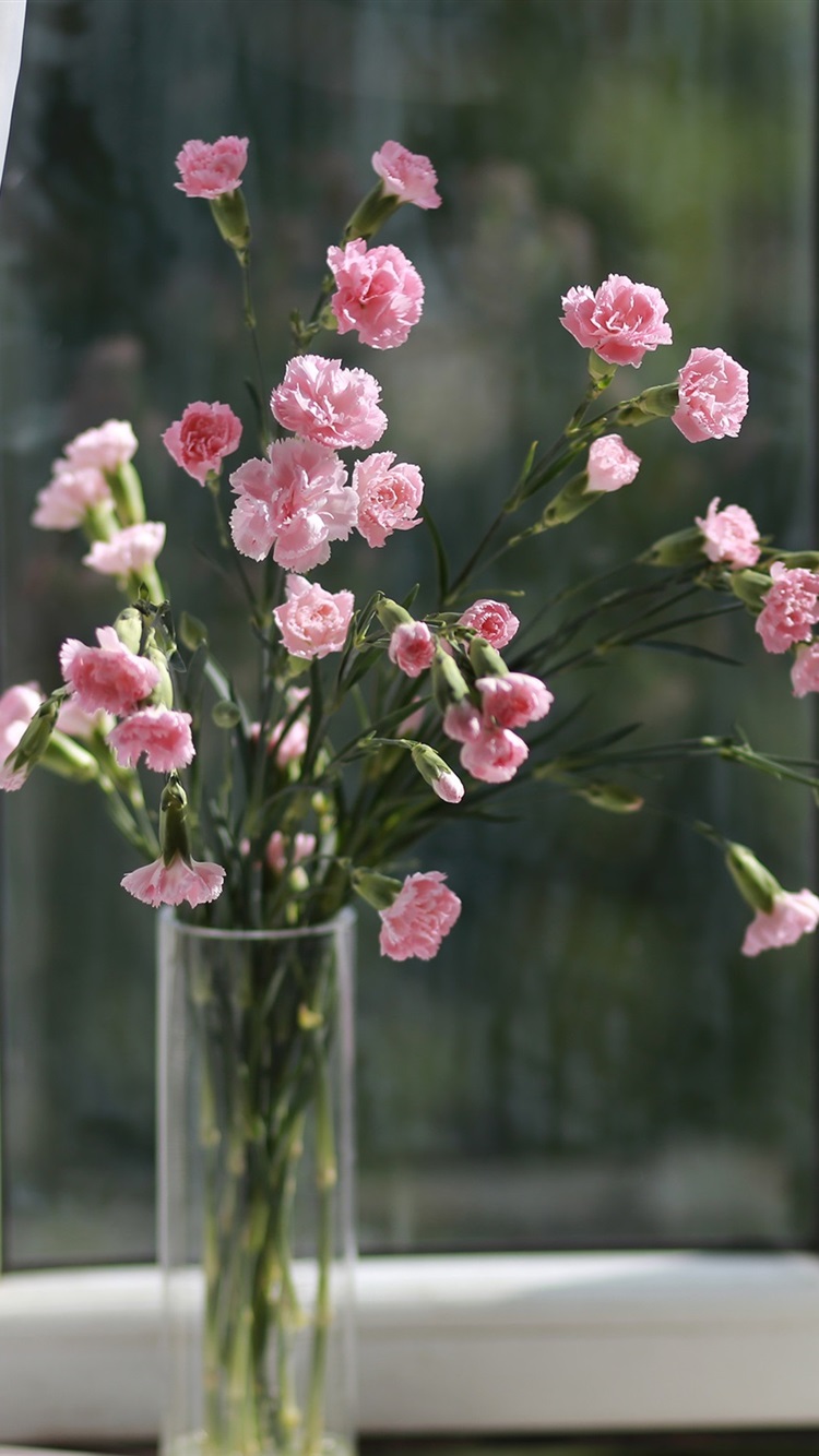 Pink carnation, flowers, vase, window