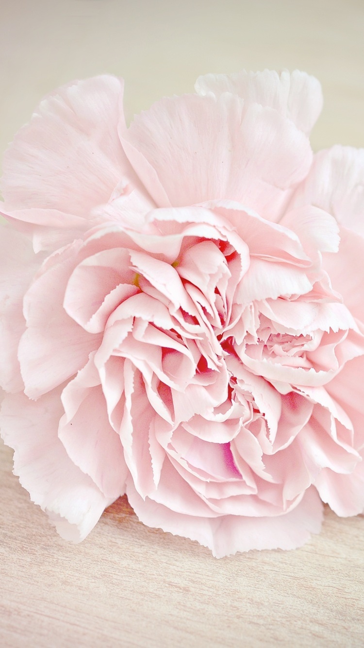Pink Flower Carnation Blossom