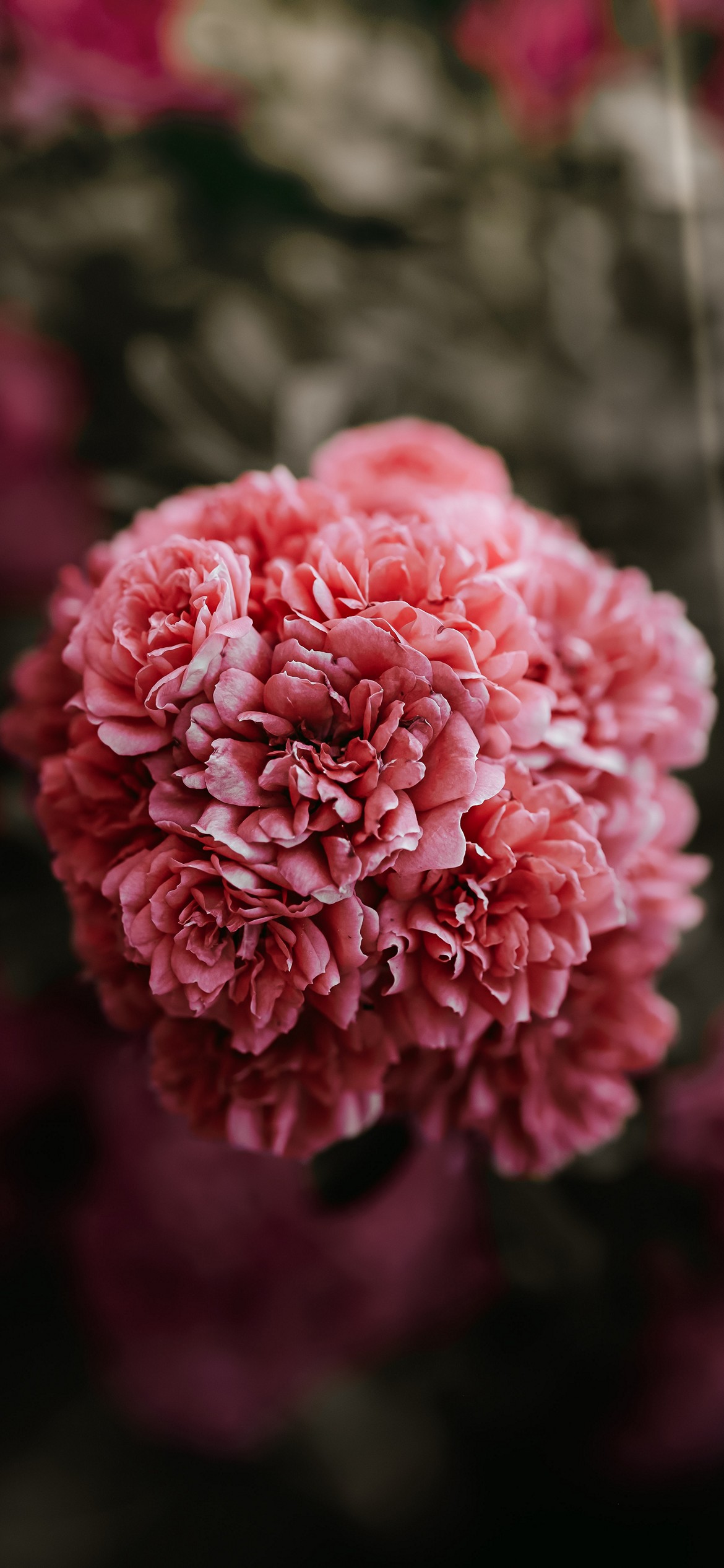 iPhone Flower Wallpaper