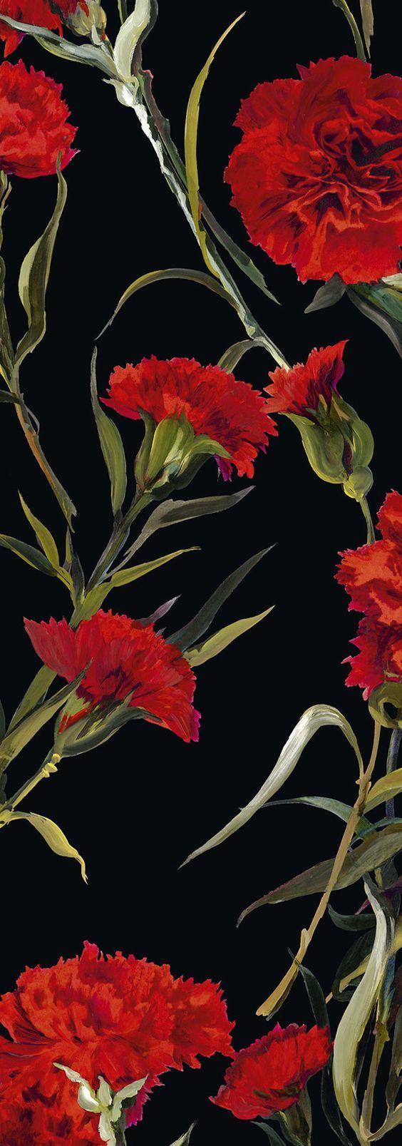 I garofani rossi. Red carnation