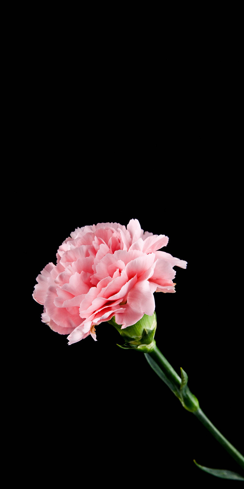 Flowers Carnation Illustration Black