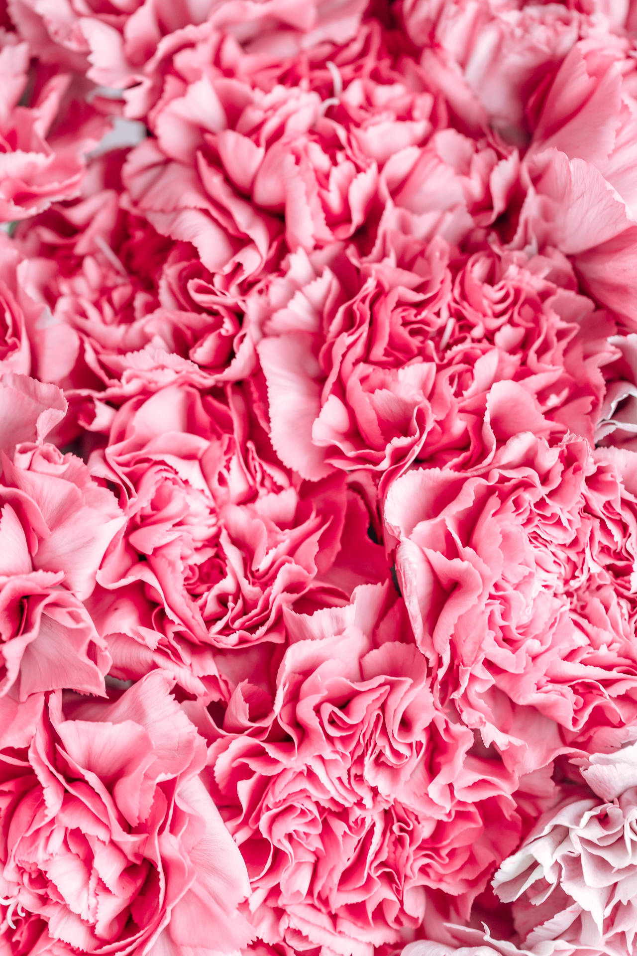 Download Carnations Dark Pink Flowers