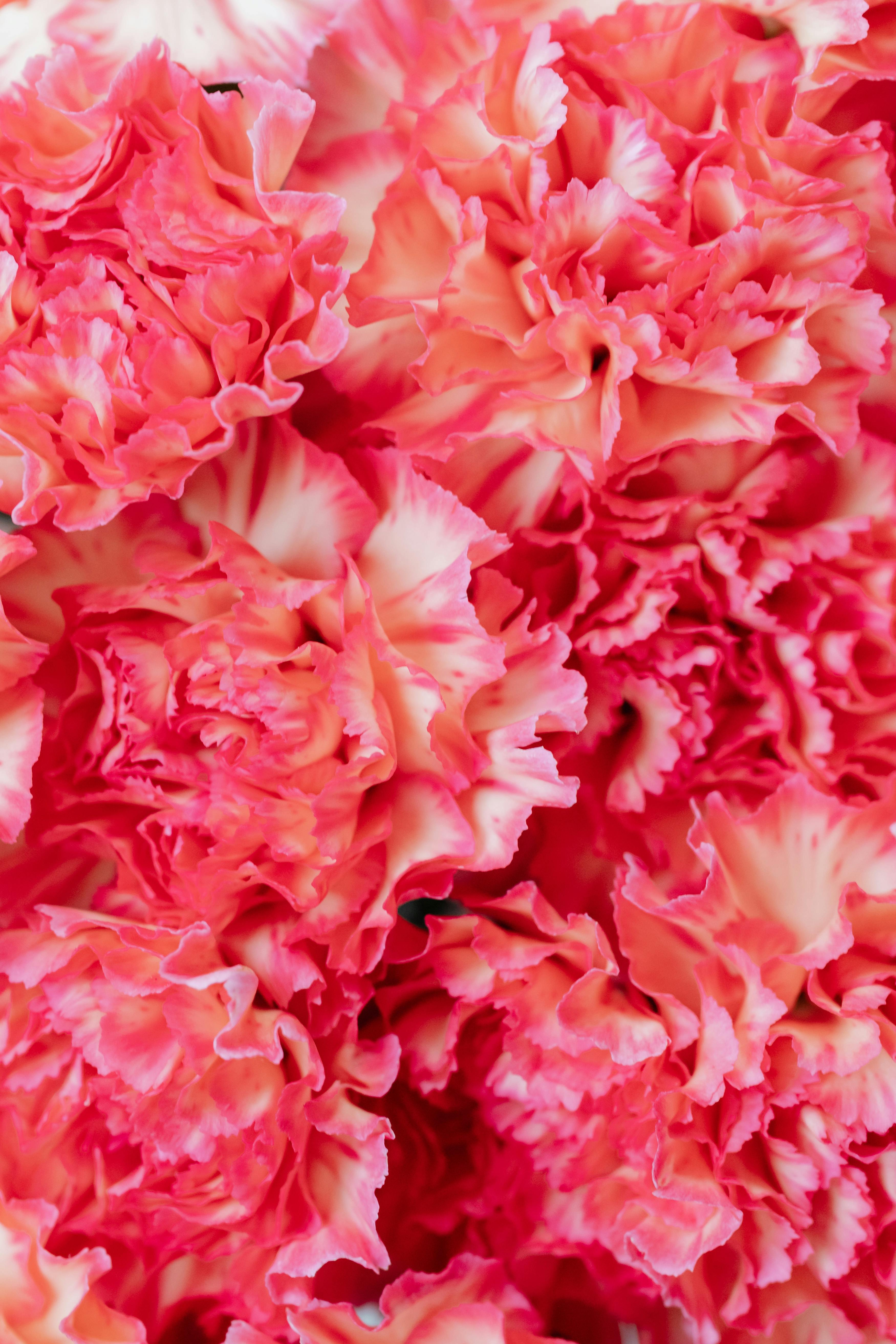 Carnation Photo, Download The BEST