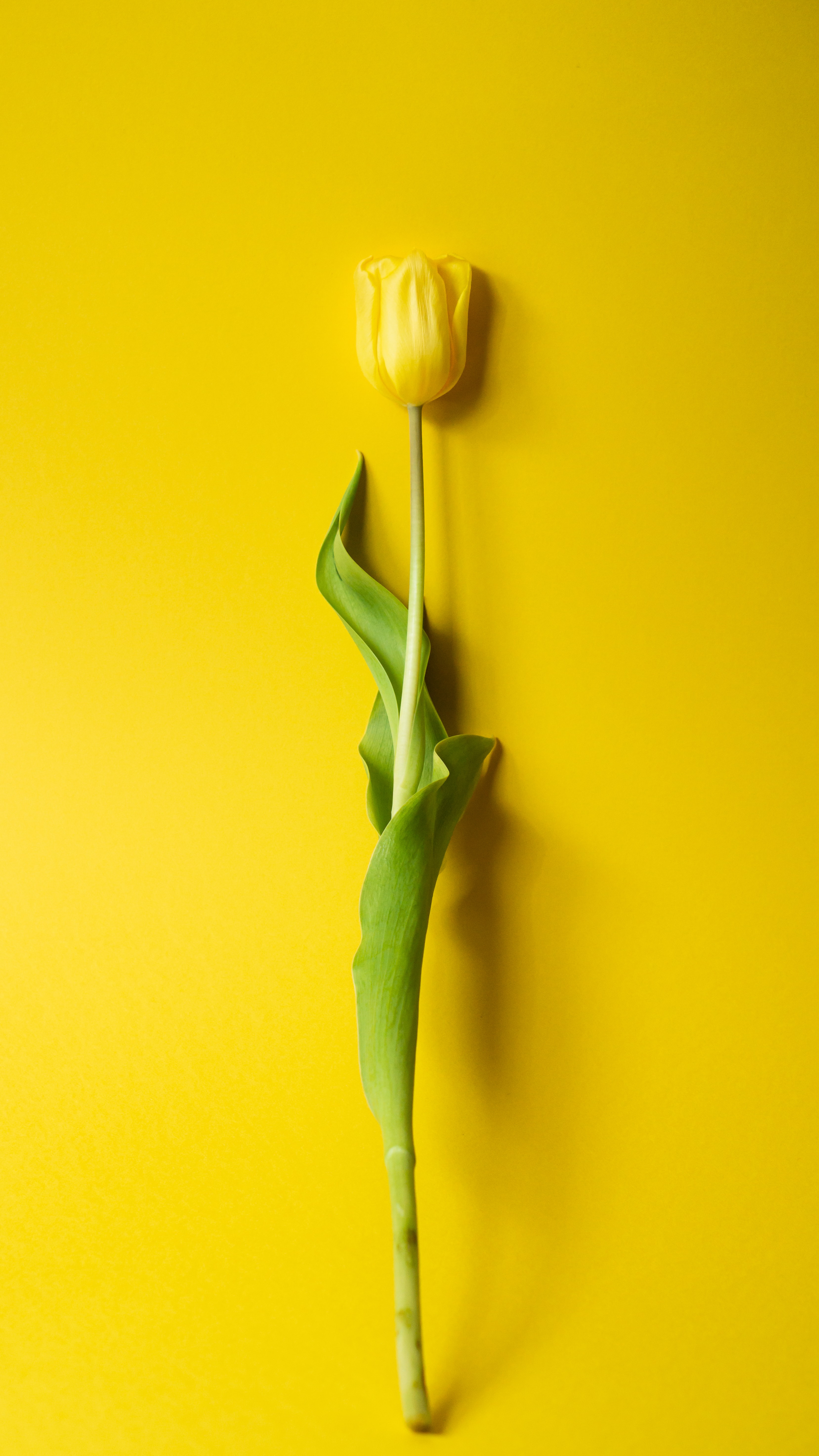 Minimalism wallpaper for mobile phone