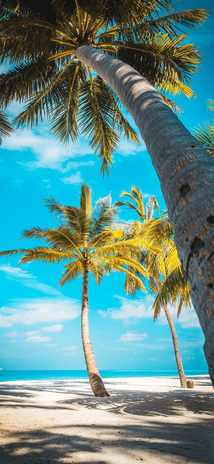 Palm trees wallpaper, Tree wallpaper