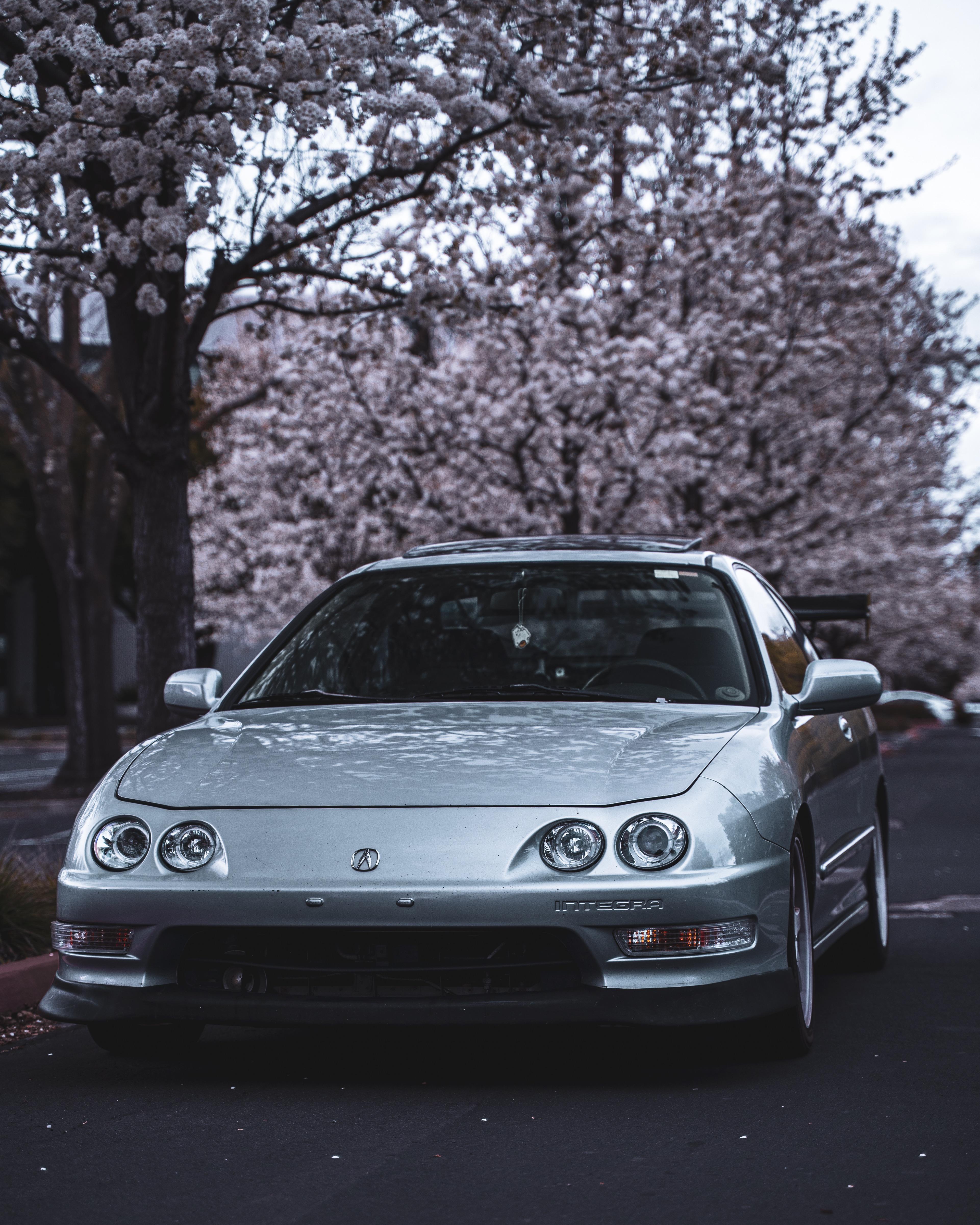 cherry blossom shot