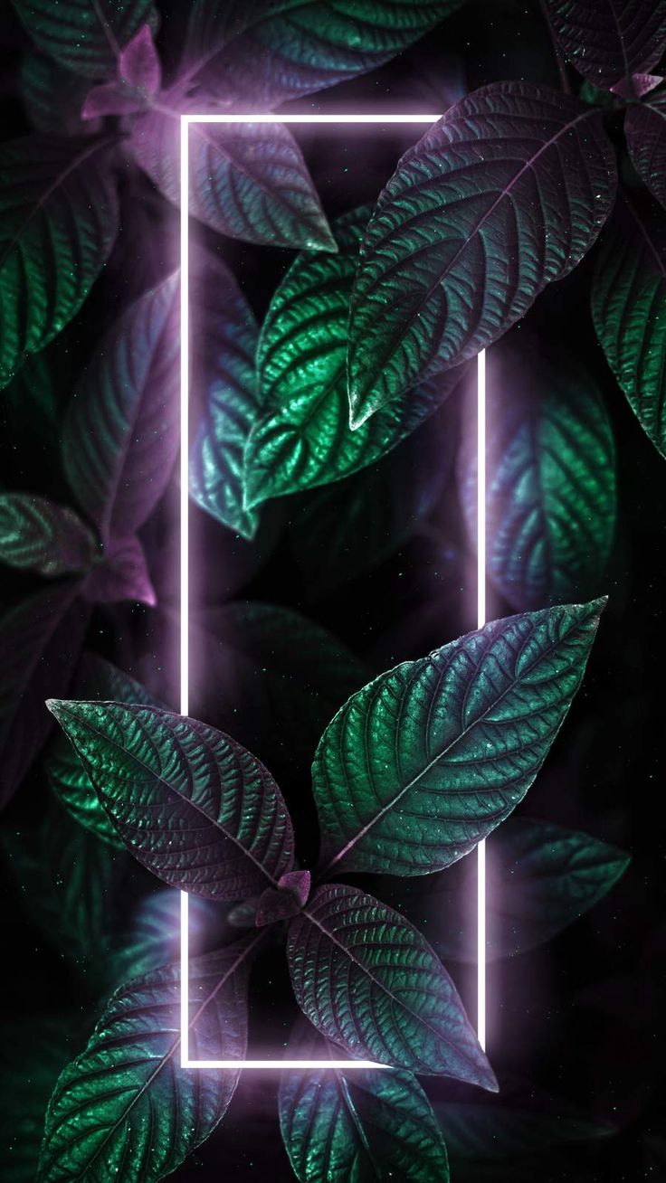 iPhone Wallpaper for iPhone 12, iPhone